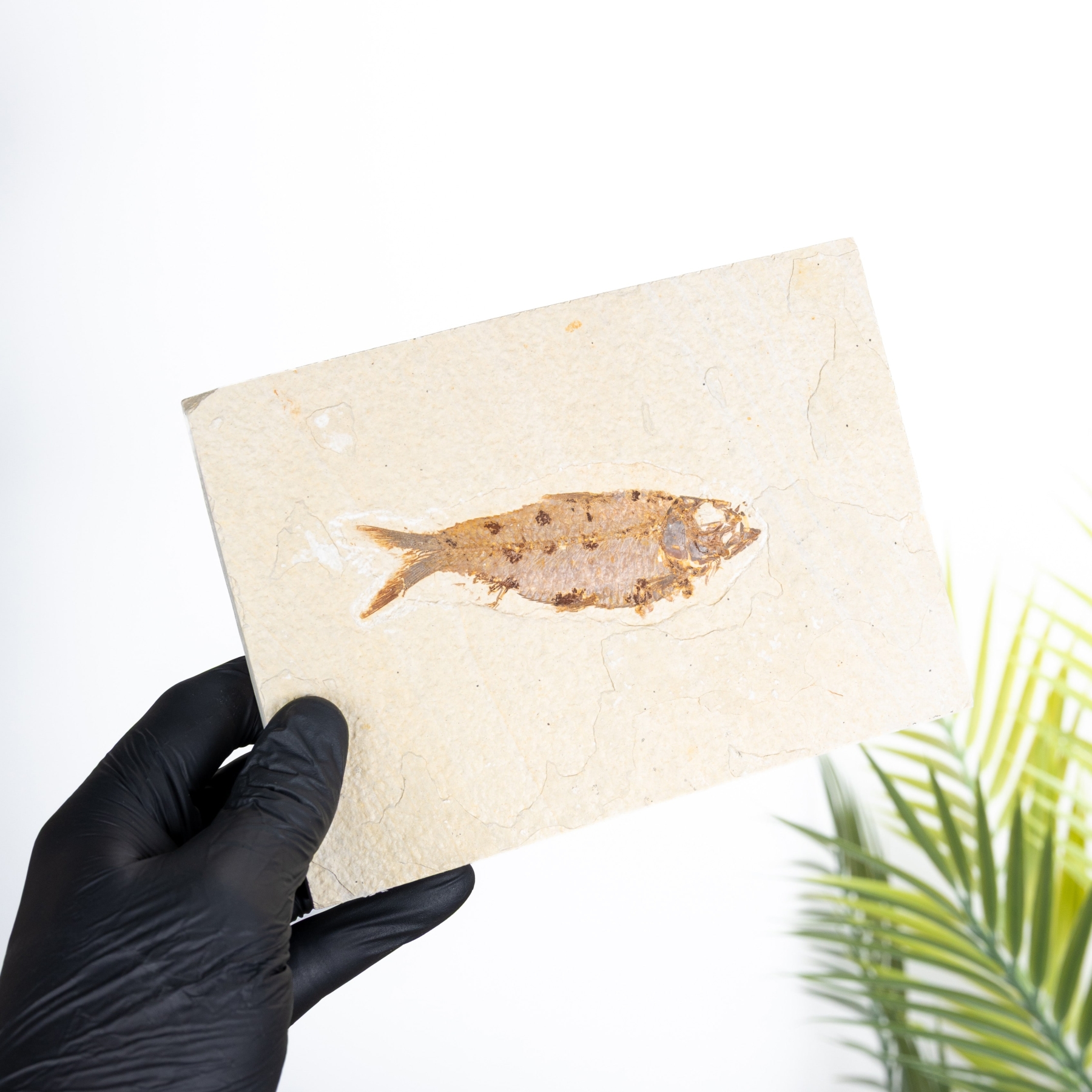 Minibeast Large Tan Diplomystus Fish Fossil (Diplomystus dentatus)
