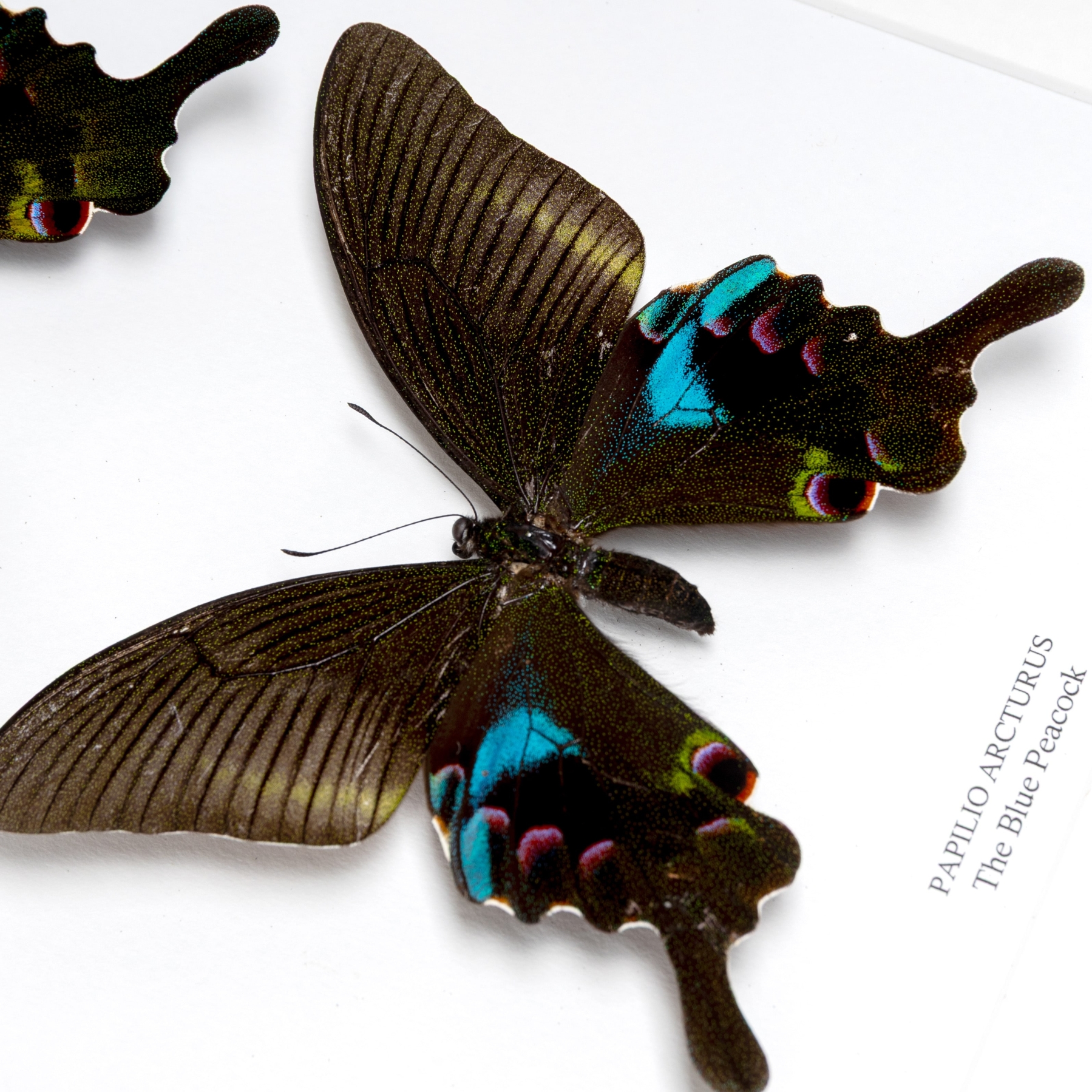 The Blue Peacock Butterfly Male & Female Pair In Box Frame (Papilio arcturus)