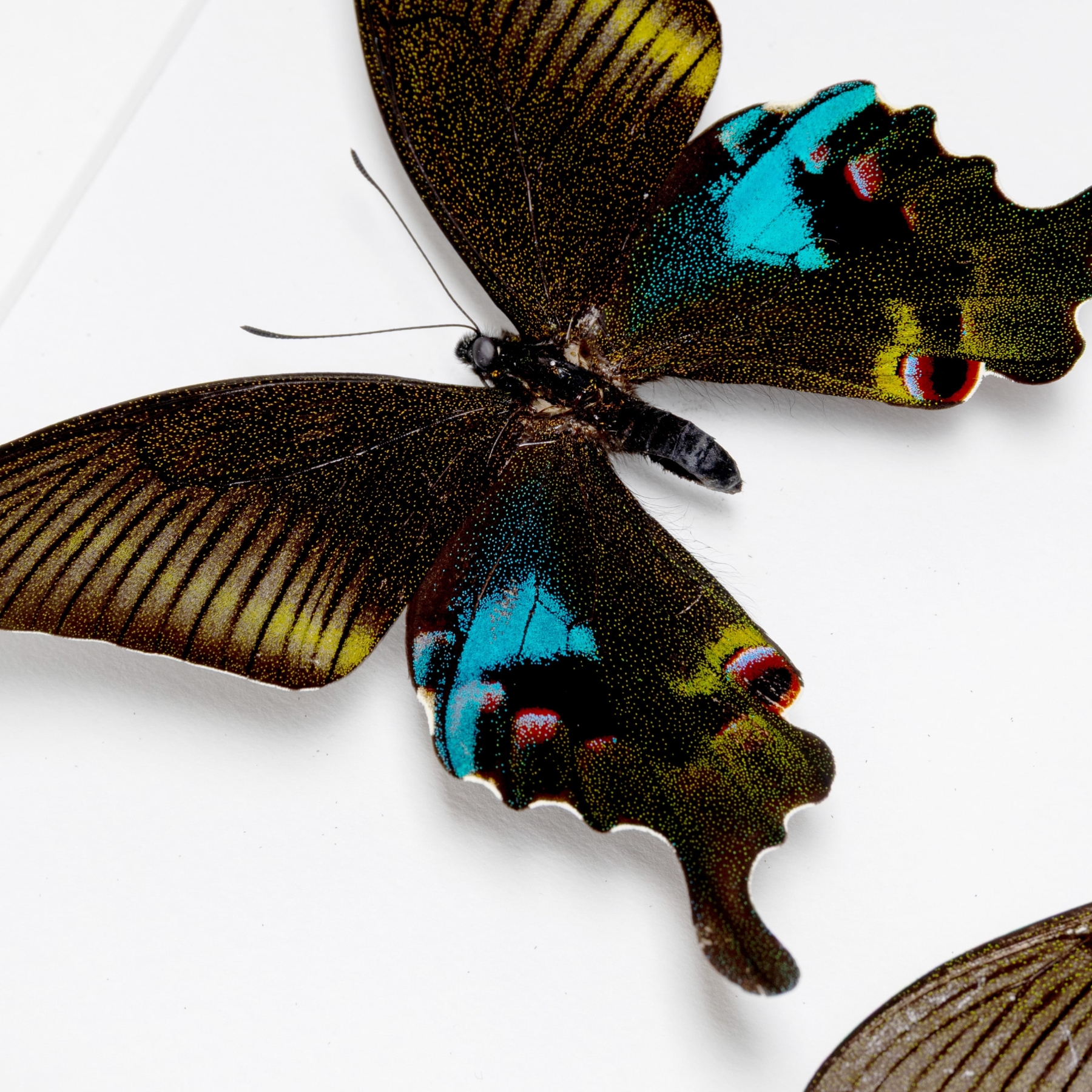 The Blue Peacock Butterfly Male & Female Pair In Box Frame (Papilio arcturus)