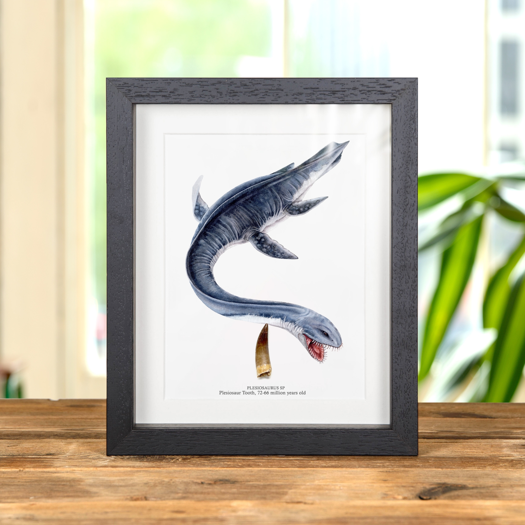 Minibeast Plesiosaur Dinosaur Tooth Fossil & Colour Illustration In Box Frame (Plesiosaurus sp)