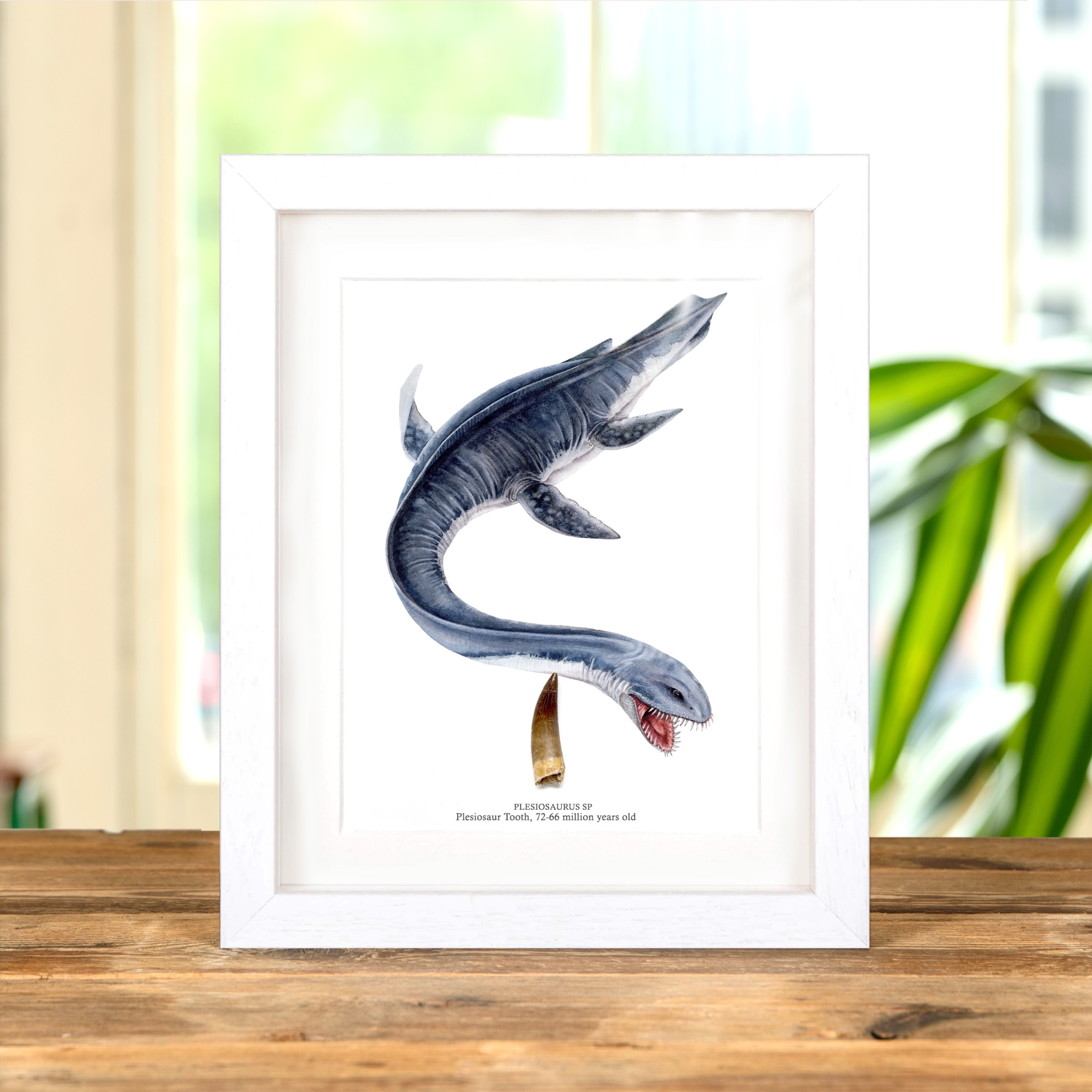 Minibeast Plesiosaur Dinosaur Tooth Fossil & Colour Illustration In Box Frame (Plesiosaurus sp)