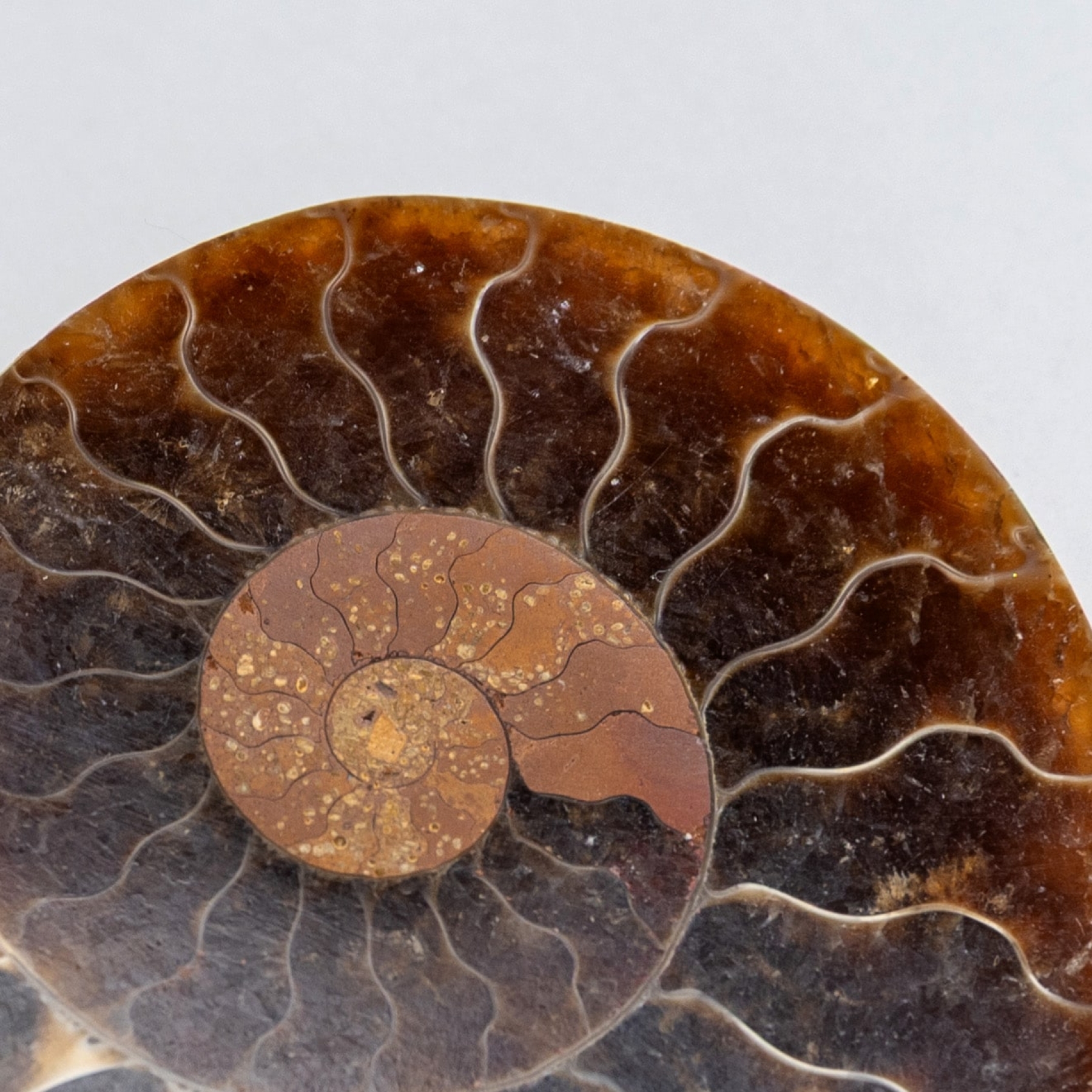 Cut & Polished Ammonite Fossil In Box Frame (Cleoniceras sp)