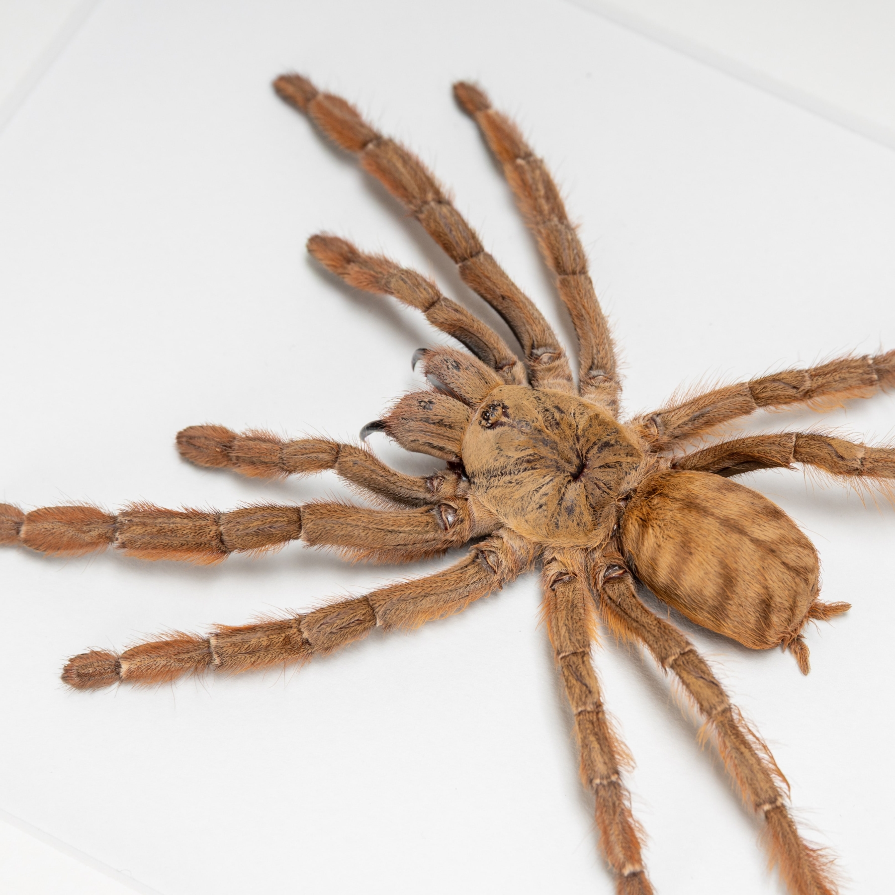 Red Tree Spider In Box Frame (Phormingochilus rufus) Minibeast Red Tree Spider In Box Frame (Phormingochilus rufus)