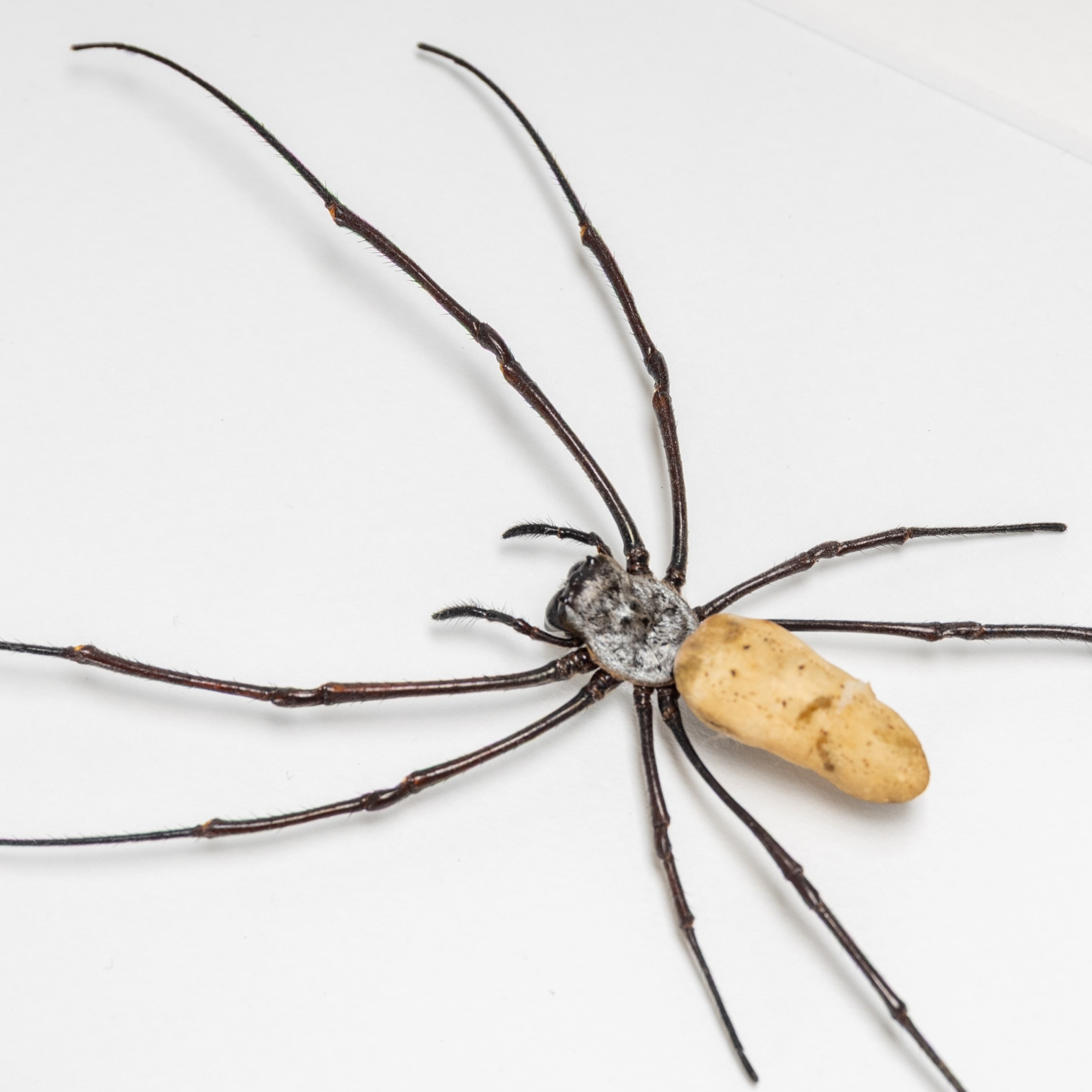 Female Golden Orb-Weaver Spider In Box Frame (Nephila vitiana)