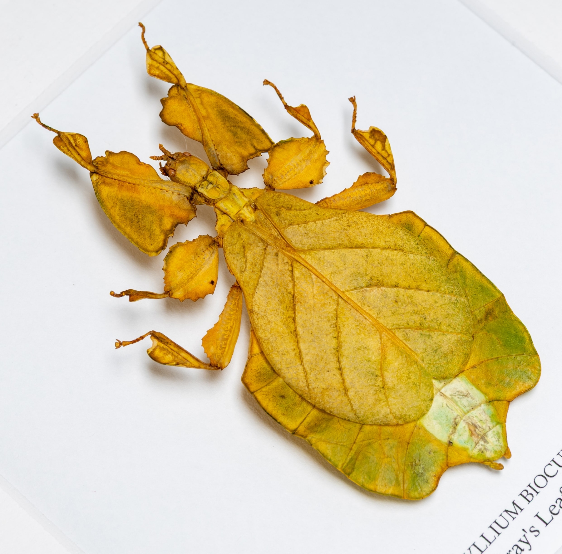 Gray's Leaf Insect Green/Yellow Form In Box Frame (Phyllium bioculatum)