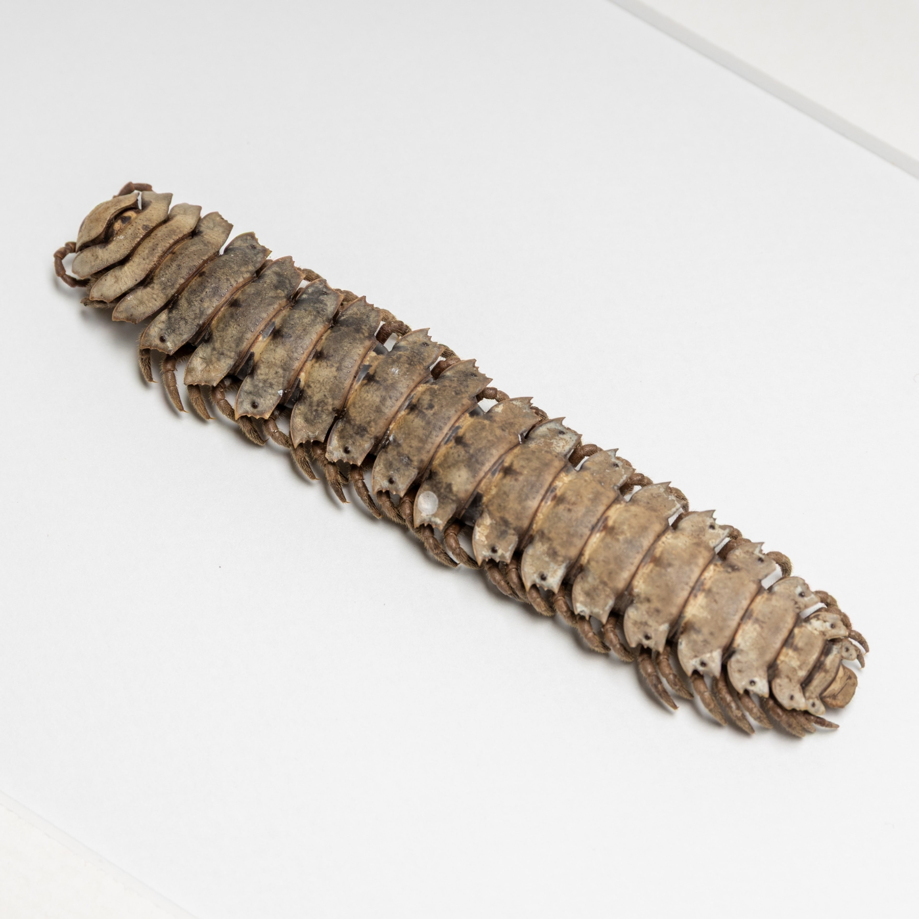 XL Flat-Backed Millipede In Box Frame (Polydesmus angustus)