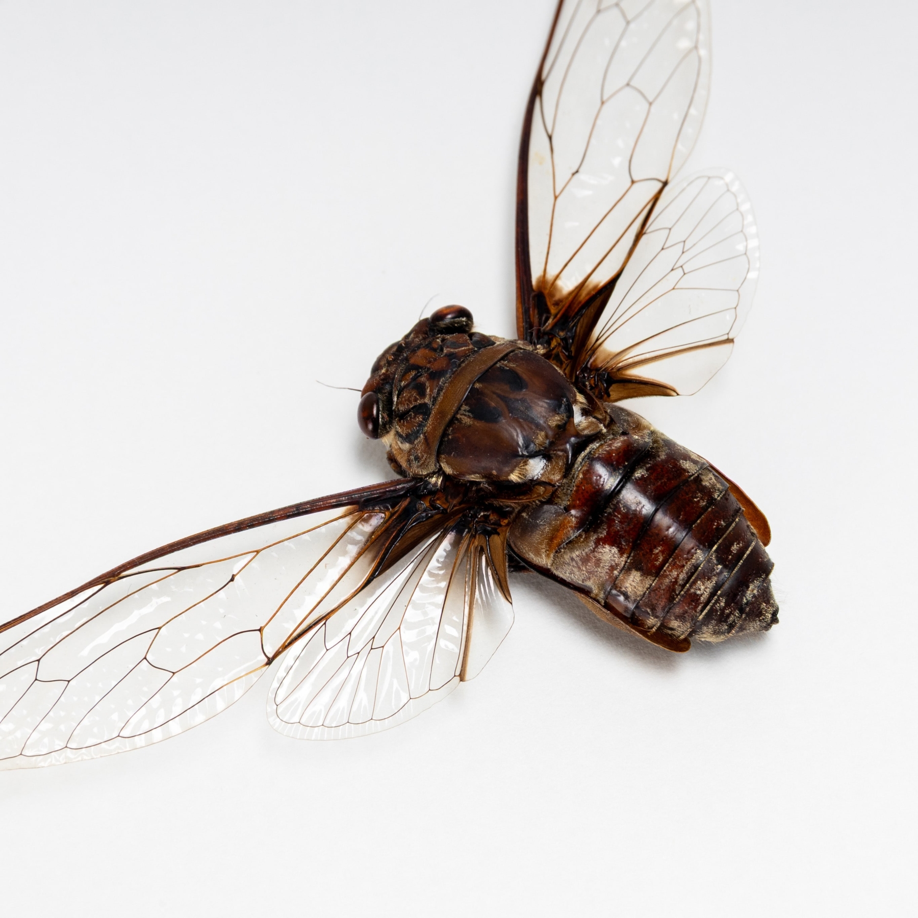 Minibeast Cigarra De Tonkin En Marco De Caja (Macrotristria tonkinana)