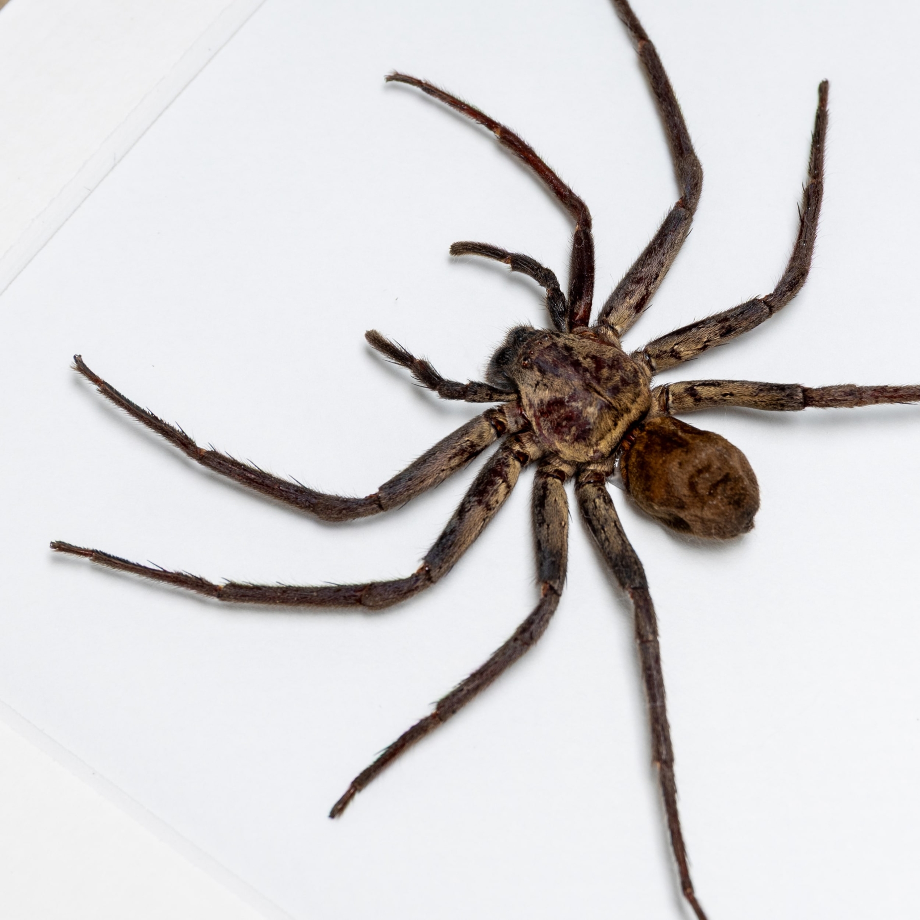 Black Huntsman Spiders In Box Frame (Heteropoda sp) Minibeast Black Huntsman Spiders In Box Frame (Heteropoda sp)