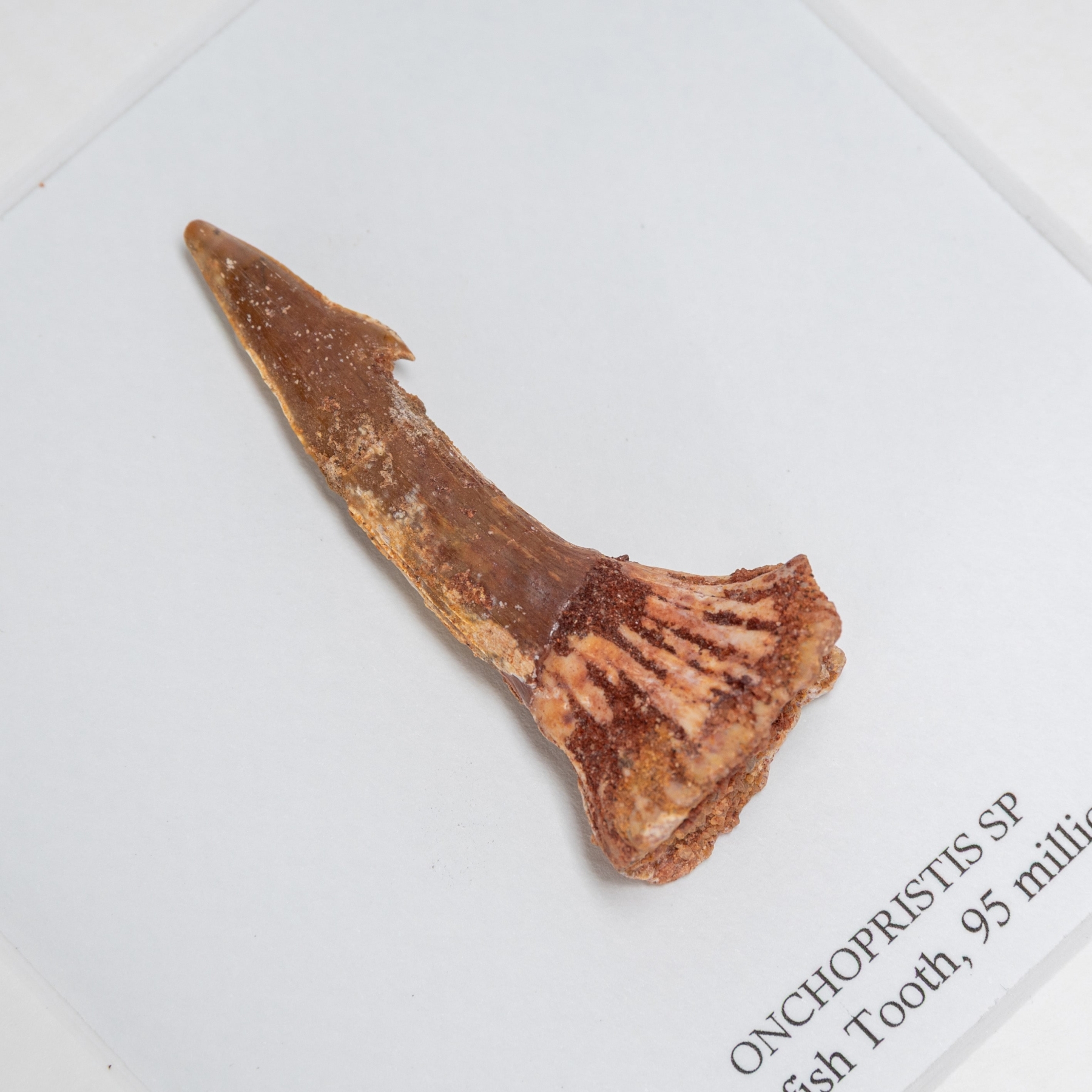 Barbed Swordfish Dinosaur Tooth Fossil In Box Frame (Onchopristis sp)