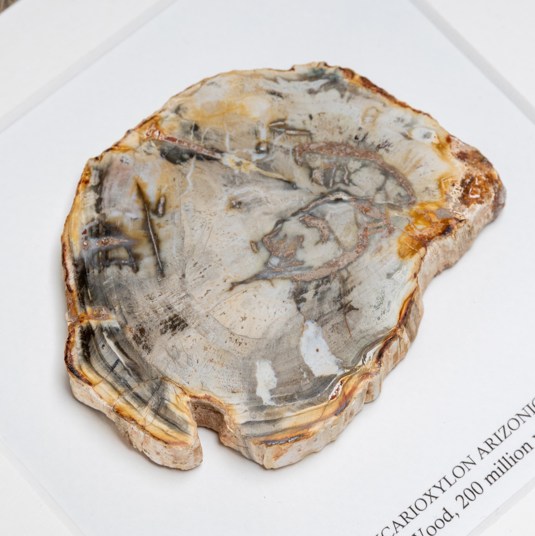 Petrified Wood In Box Frame (Araucarioxylon arizonicum) Petrified Wood In Box Frame (Araucarioxylon arizonicum)