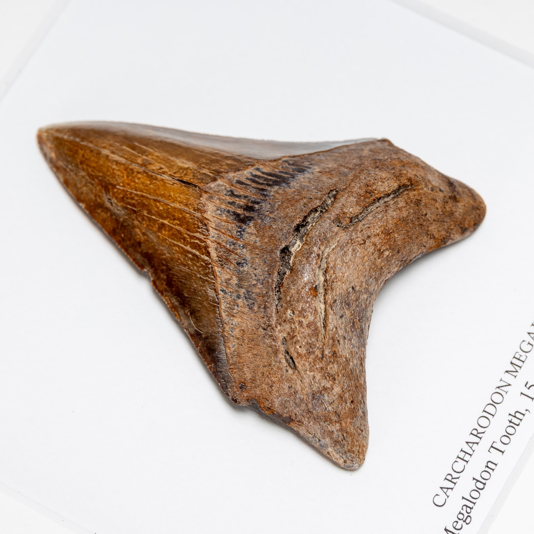 3 Inch Brown Megalodon Shark Tooth Fossil Frame (Carcharodon megalodon)
