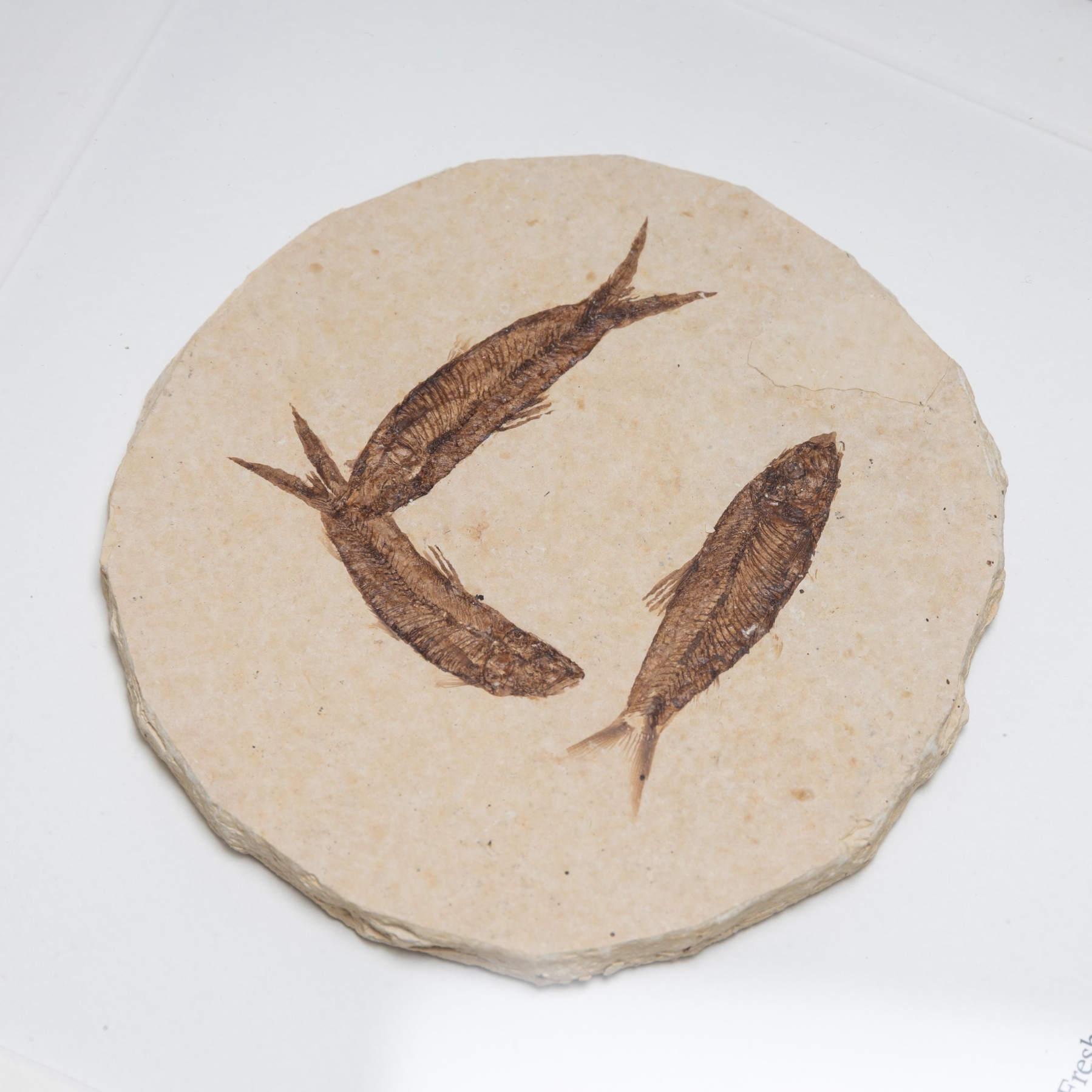 Triple Freshwater Herring Fossil In Box Frame (Knightia sp)