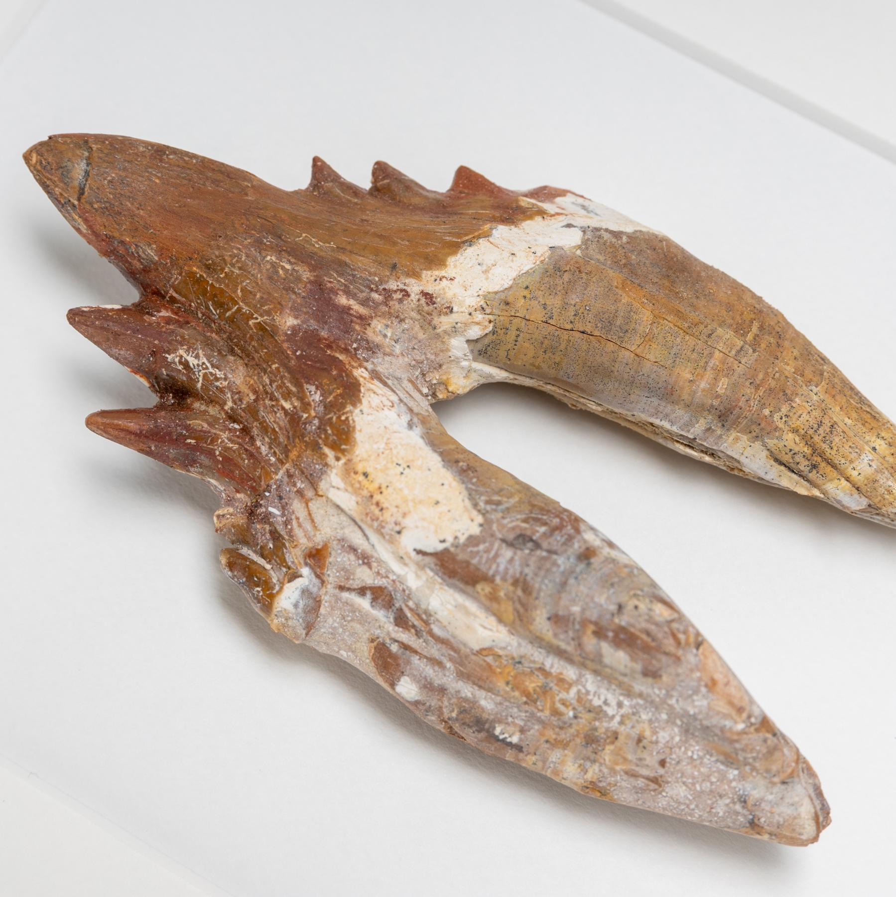 4.55 Inch King Lizard Rooted Tooth Fossil In Box Frame (Basilosaurus)