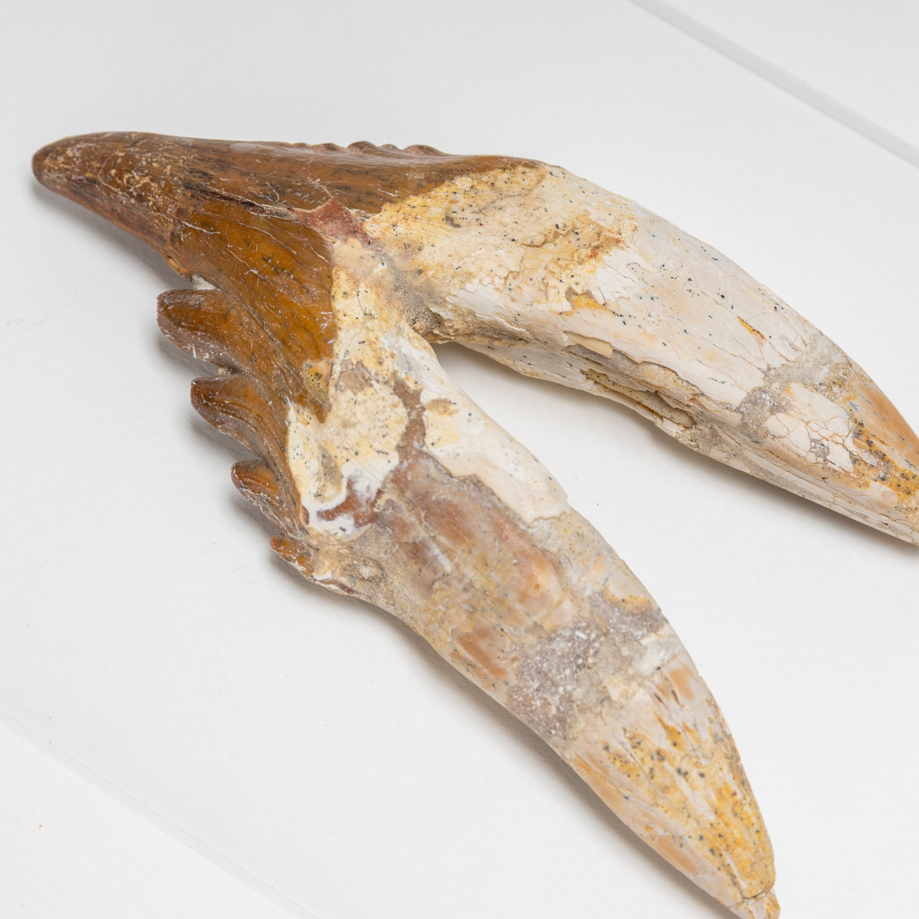 4.98 Inch King Lizard Rooted Tooth Fossil In Box Frame (Basilosaurus)