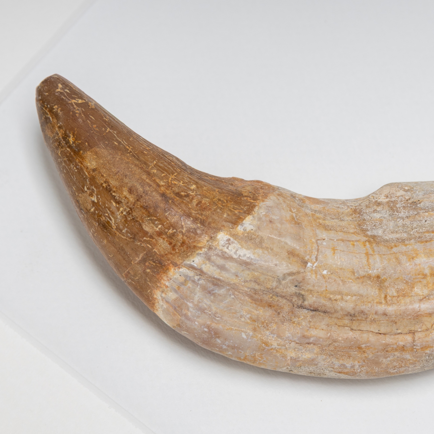 6.75 Inch King Lizard Rooted Tooth Fossil In Box Frame (Basilosaurus)