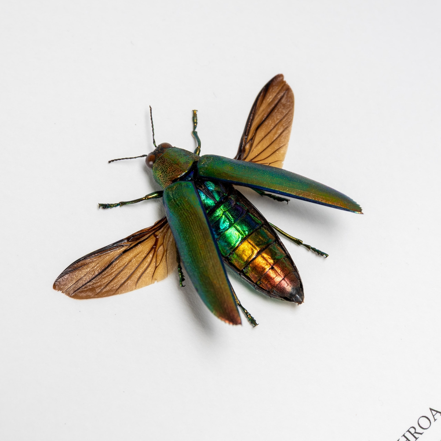 Aurora Jewel Beetle In Box Frame (Chrysochroa aurora)