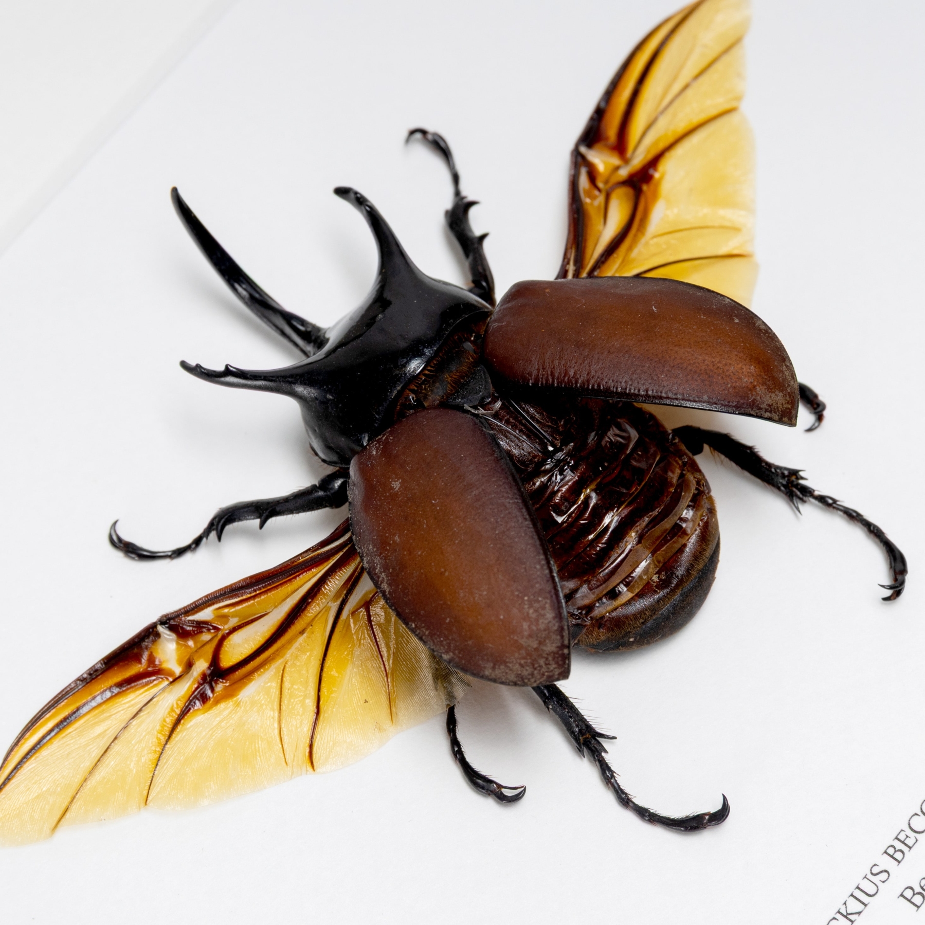 Beccarii Beetle In Box Frame (Beckius beccarii koletta)