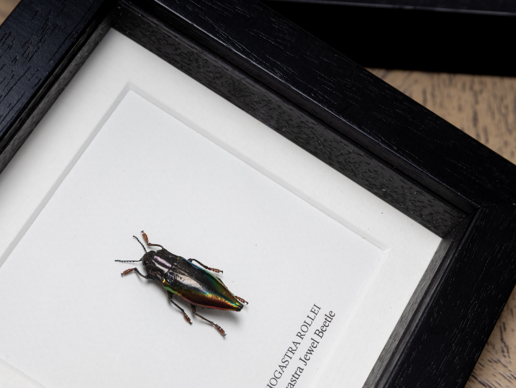 Cyphogastra Jewel Beetle In Box Frame (Cyphogastra rollei) Cyphogastra Jewel Beetle In Box Frame (Cyphogastra rollei)