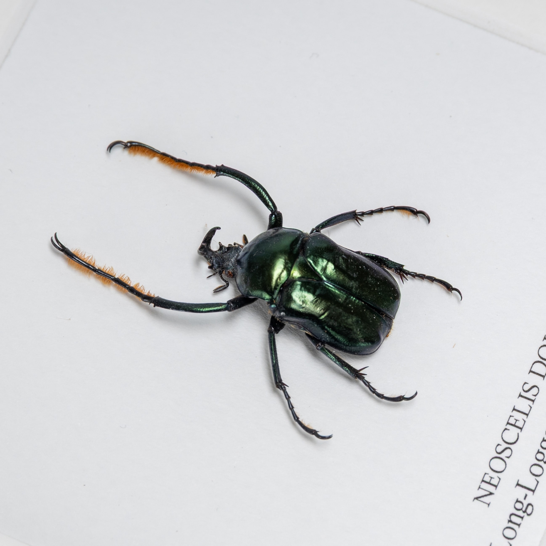Long-Logged Flower Beetle In Box Frame (Neoscelis dohrni)