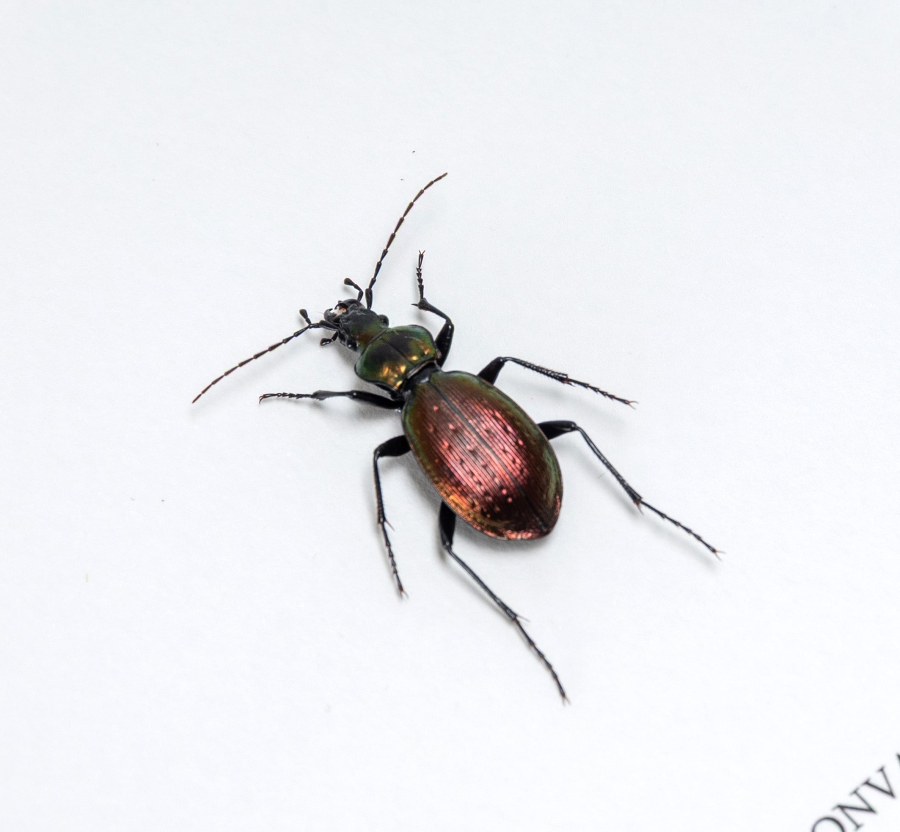 Common Ground Beetle In Box Frame (Carabus convallium)