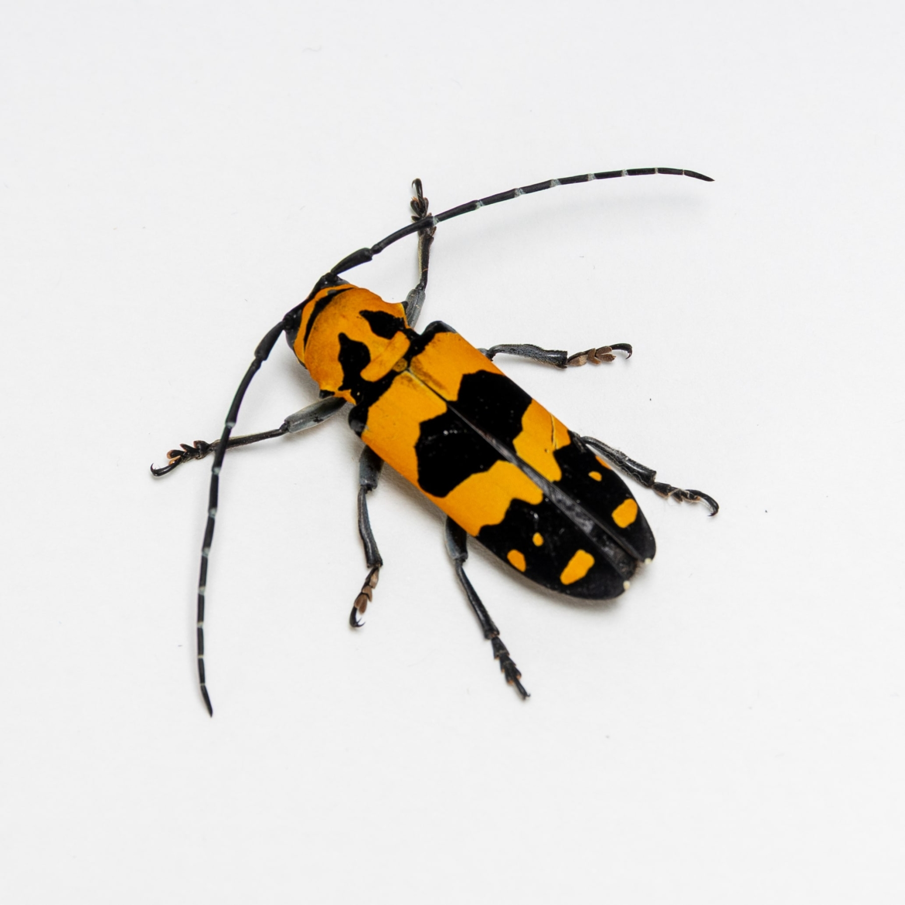 Jucunda Longhorn Beetle In Box Frame (Tragocephala jucunda)