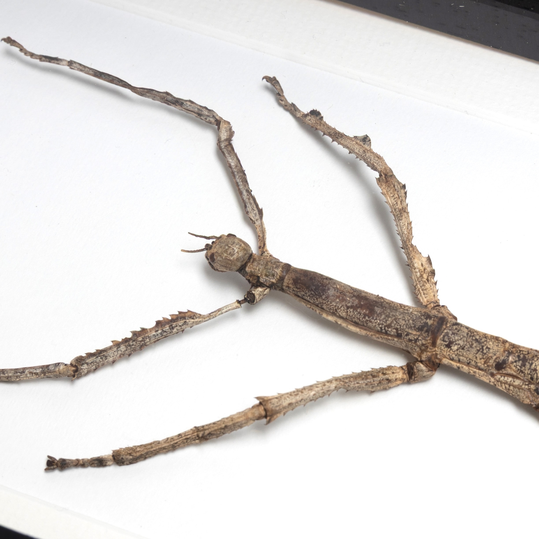 Large Stick Insect In Box Frame (Tirachoidea westwoodi) Large Stick Insect In Box Frame (Tirachoidea westwoodi)