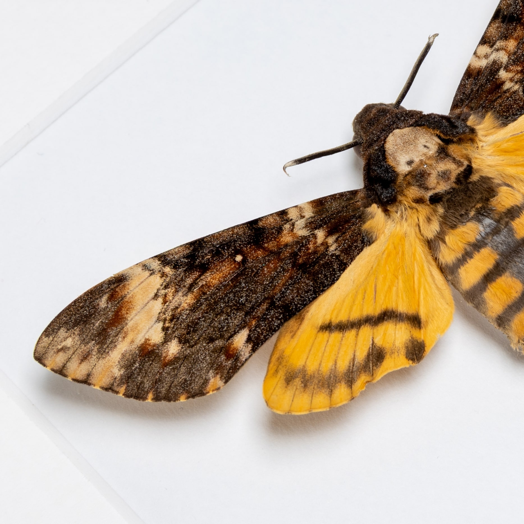 Death's Head Hawk Moth Silver-form (Acherontia atropos)