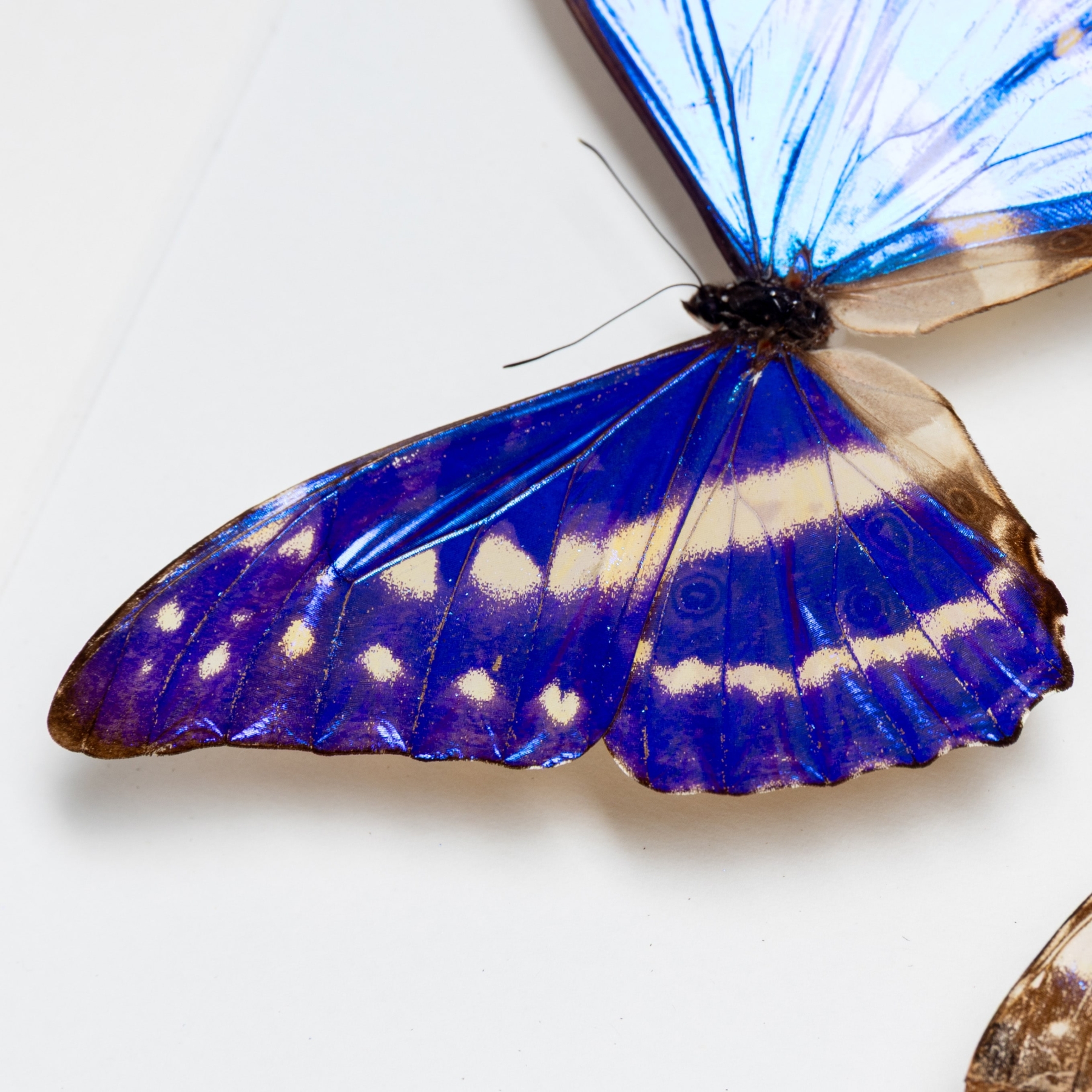 Very Rare Cypris Morpho Male & Female Pair Butterfly In Box Frame (Morpho cypris f. cyanites) Minibeast Very Rare Cypris Morpho Male & Female Pair Butterfly In Box Frame (Morpho cypris f. cyanites)