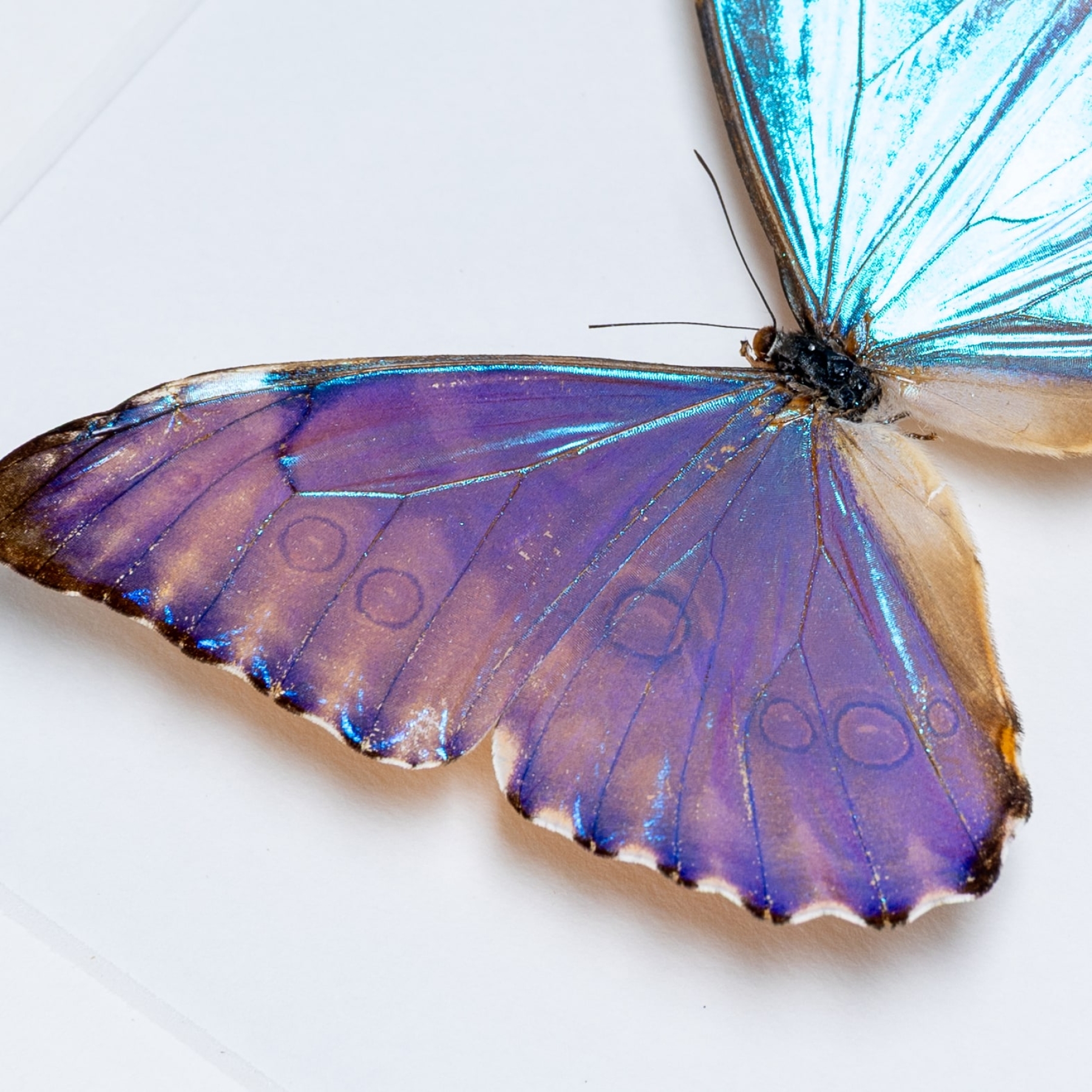 Aurora Morpho Butterfly In Box Frame (Morpho aurora)