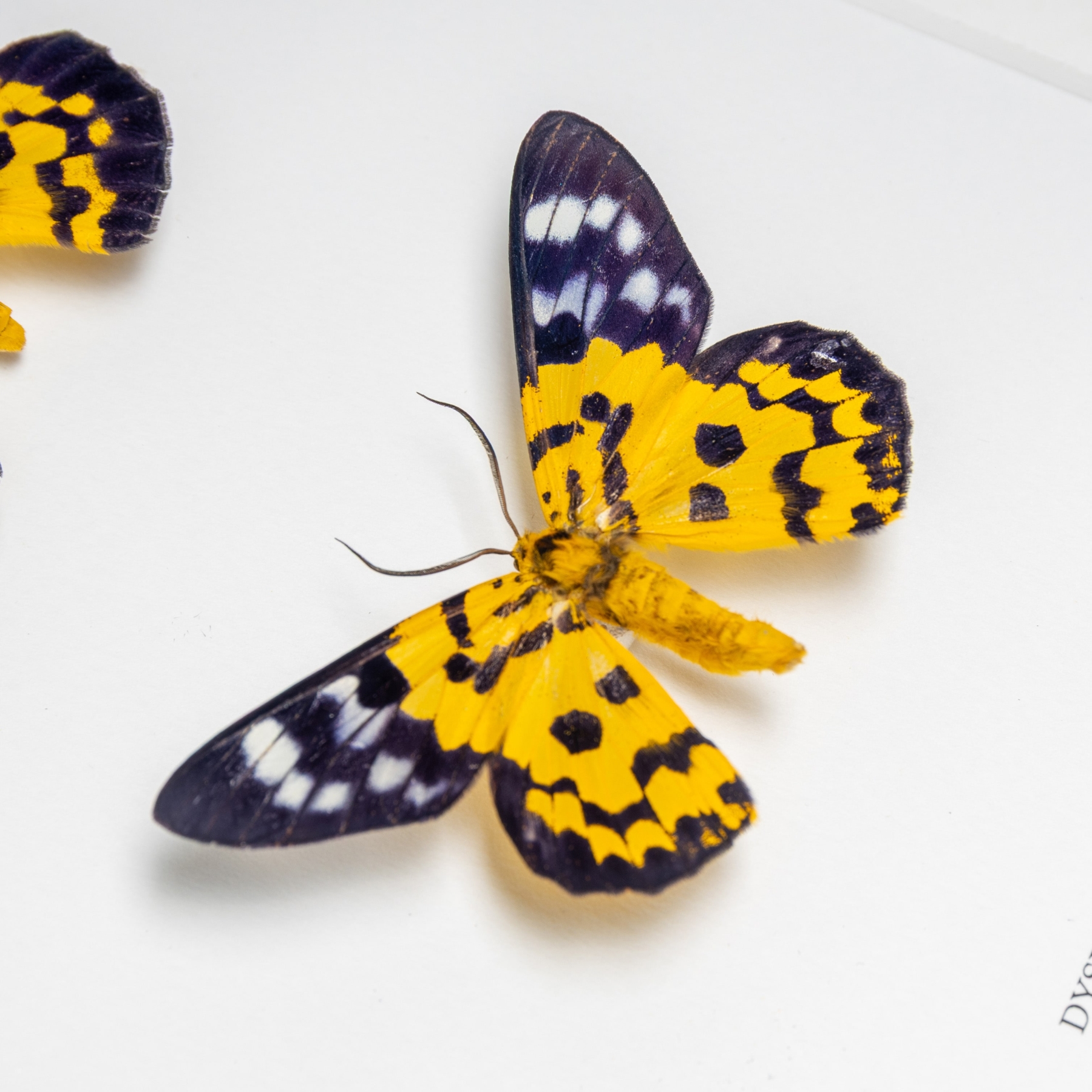 False Tiger Moth Male & Female Pair In Box Frame (Dysphania militaris)