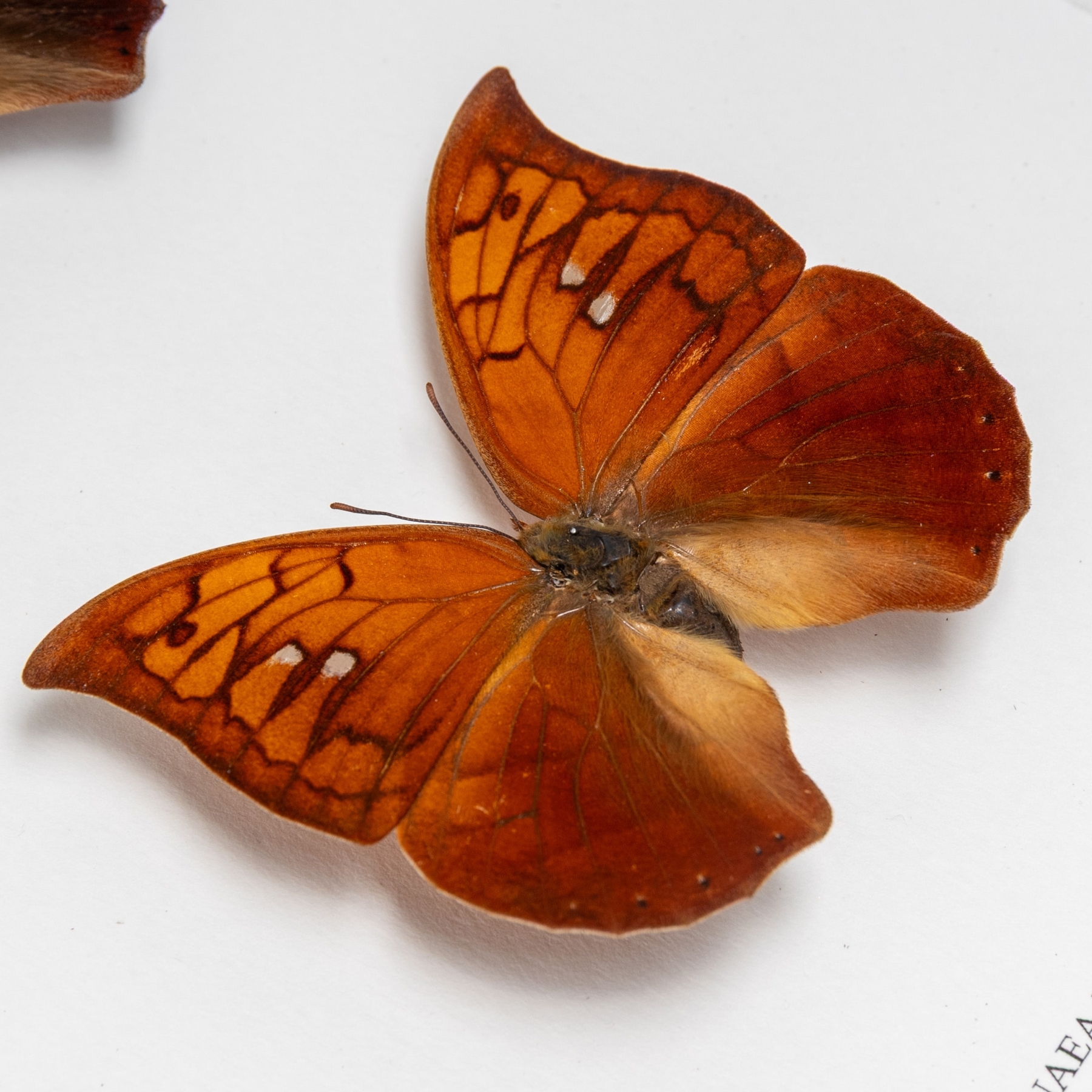 Purple Mimic Butterfly Male & Female Pair In Box Frame (Anaea tyrianthina)