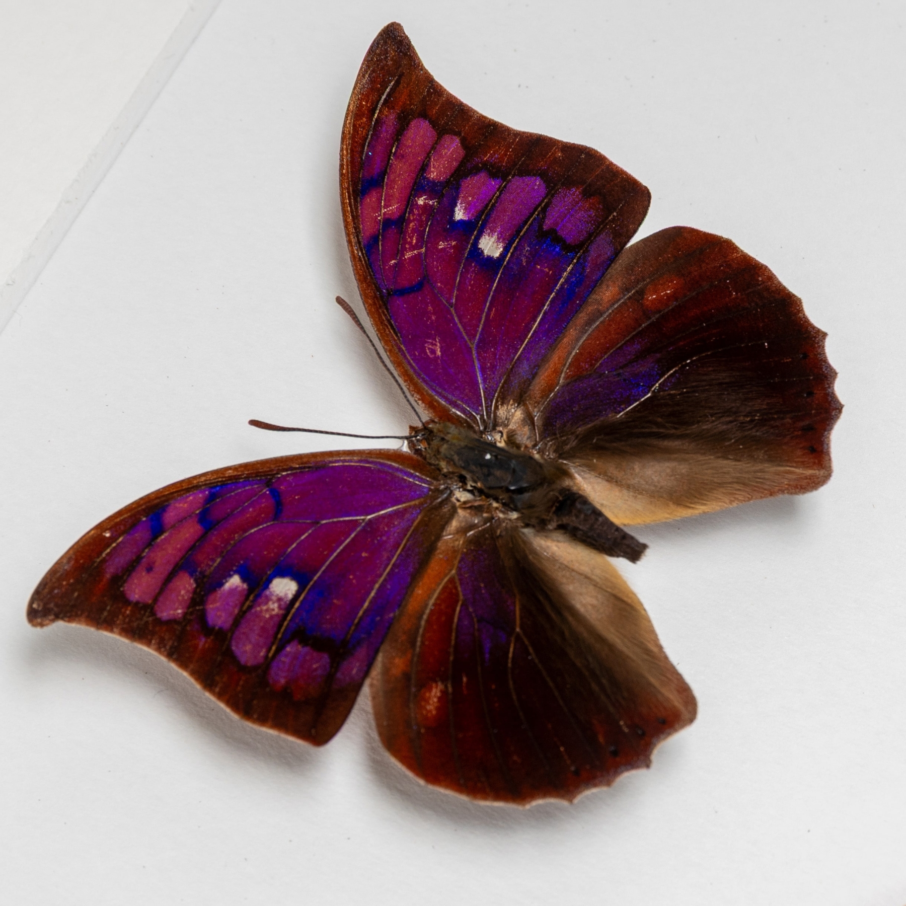 Purple Mimic Butterfly Male & Female Pair In Box Frame (Anaea tyrianthina)