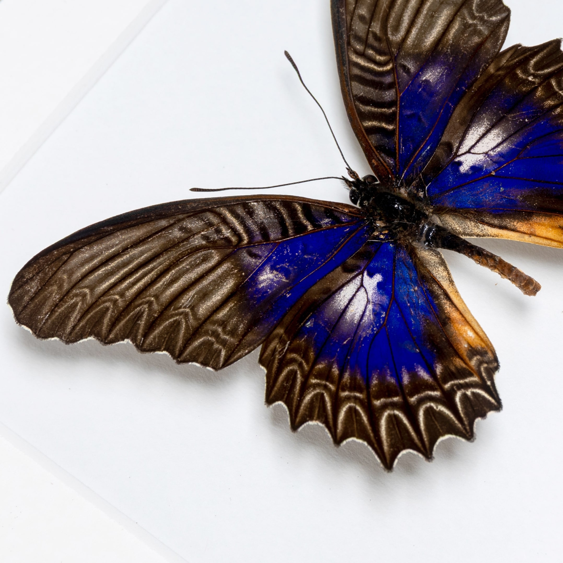 Violet Lacewing Butterfly In Box Frame (Cethosia myrina melancholica)
