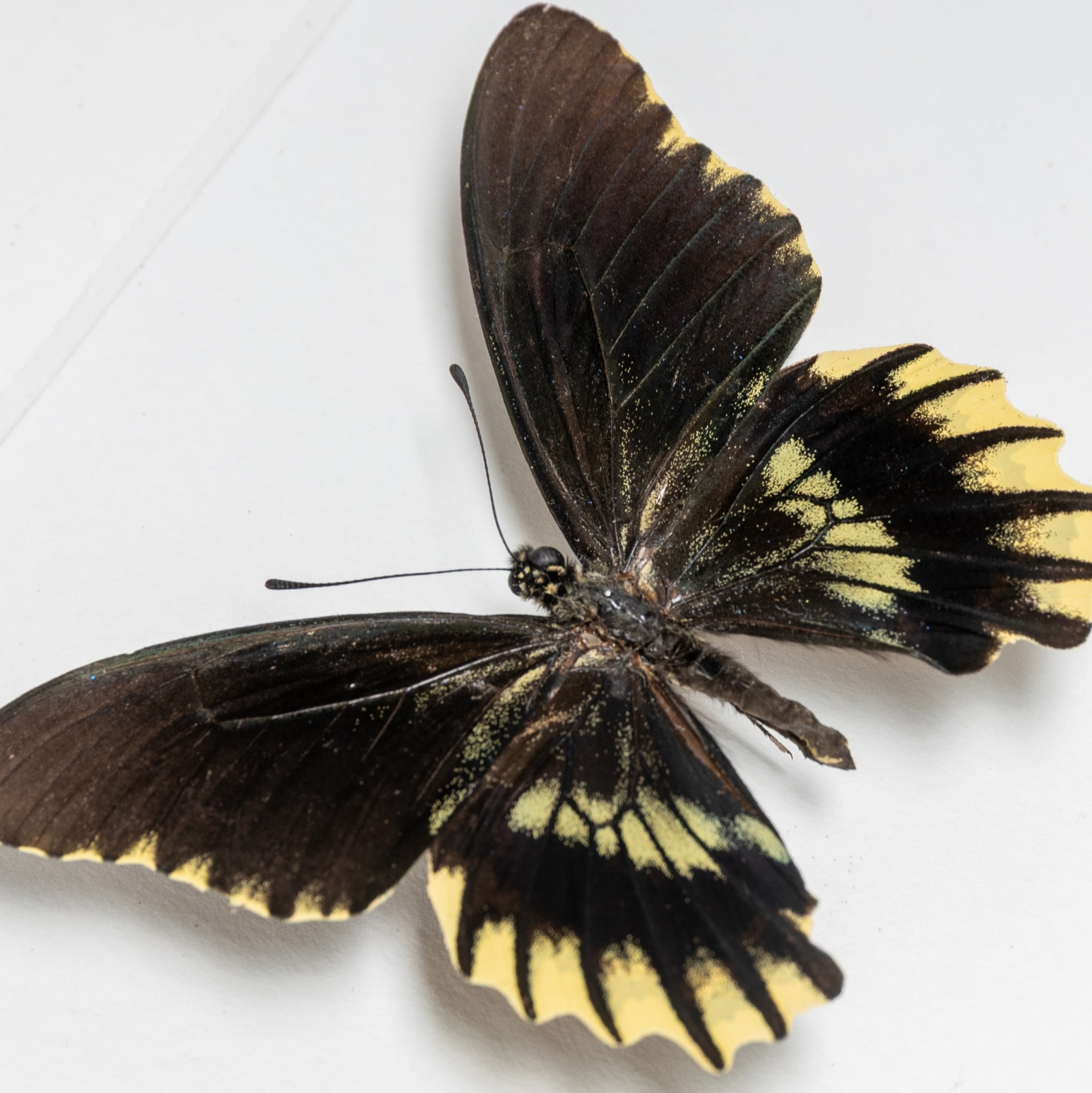 Gold Rim Swallowtail Butterfly Male & Female Pair In Box Frame (Battus streckerianus)