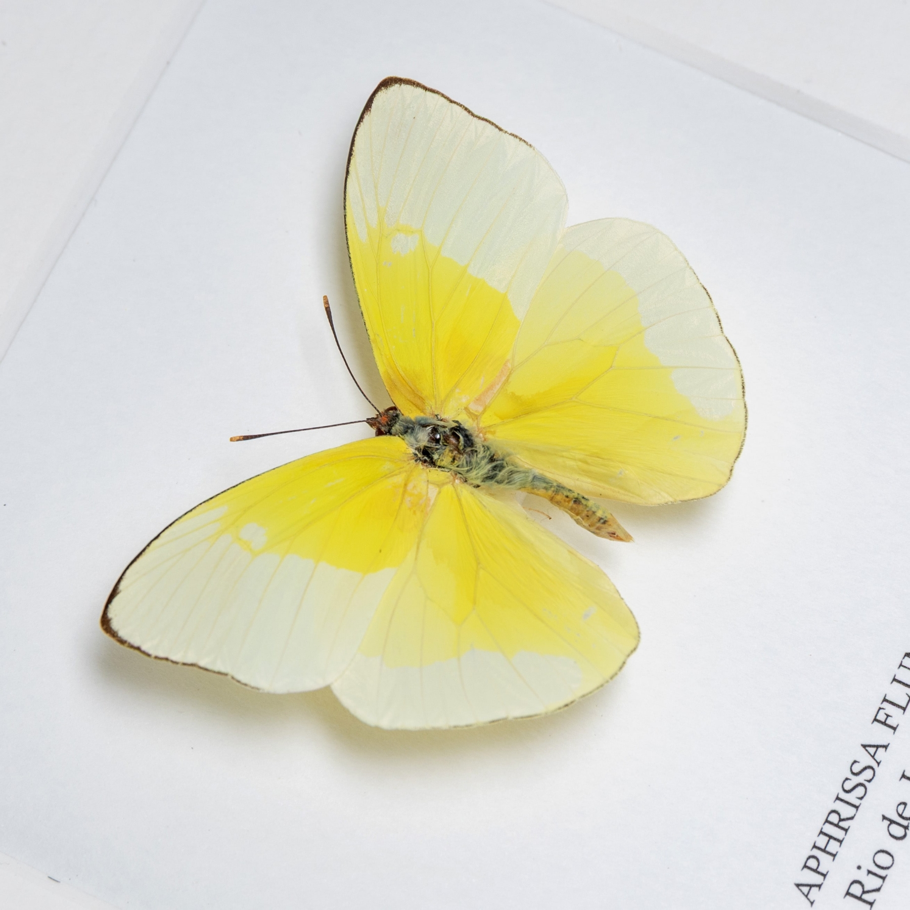 Rio de Janeiro sulphur Butterfly In Box Frame (Aphrissa fluminensis)