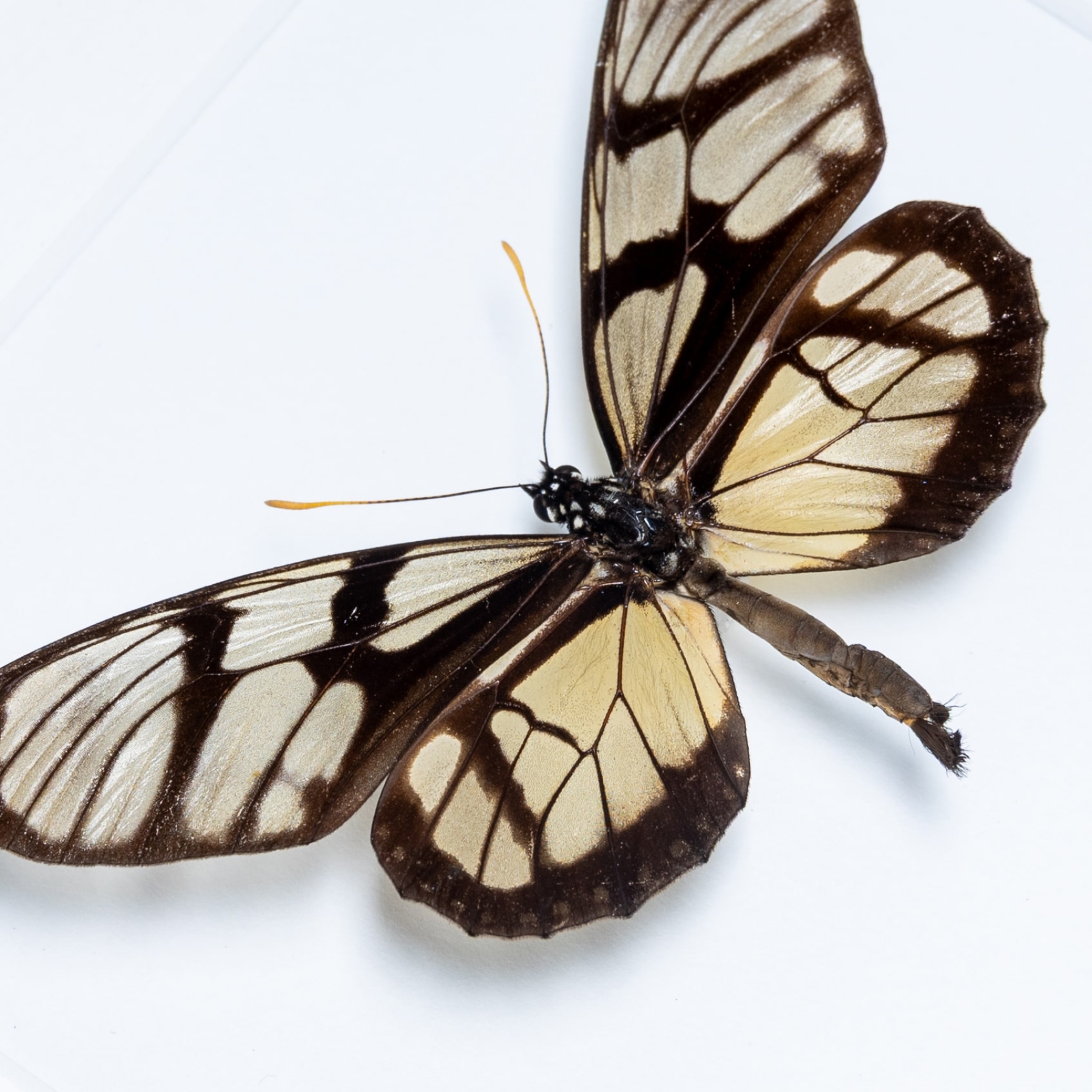Clearwing Mimic Queen Butterfly In Box Frame (Lycorea ilione)