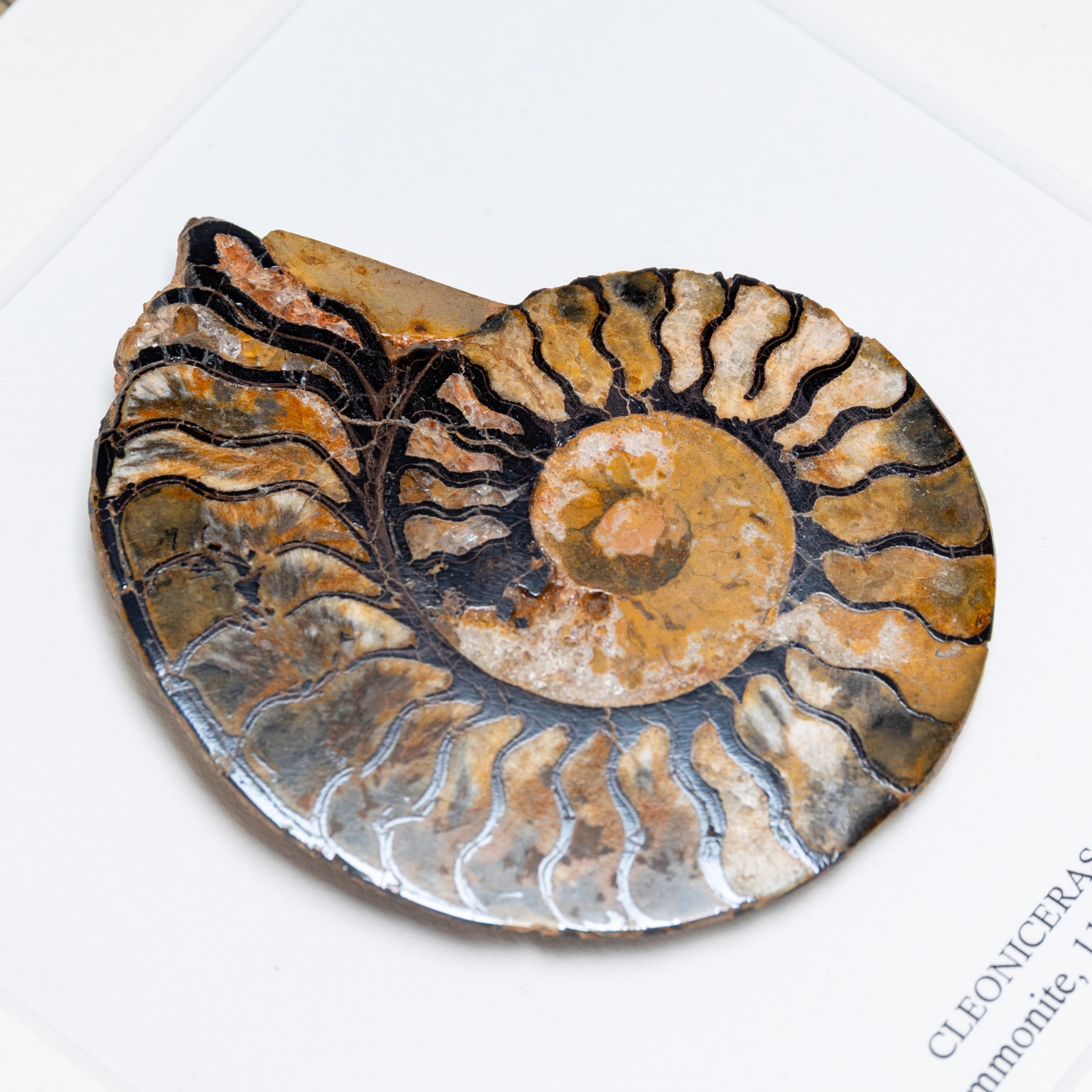 Rare Hematite Ammonite In Box Frame (Cleoniceras sp)