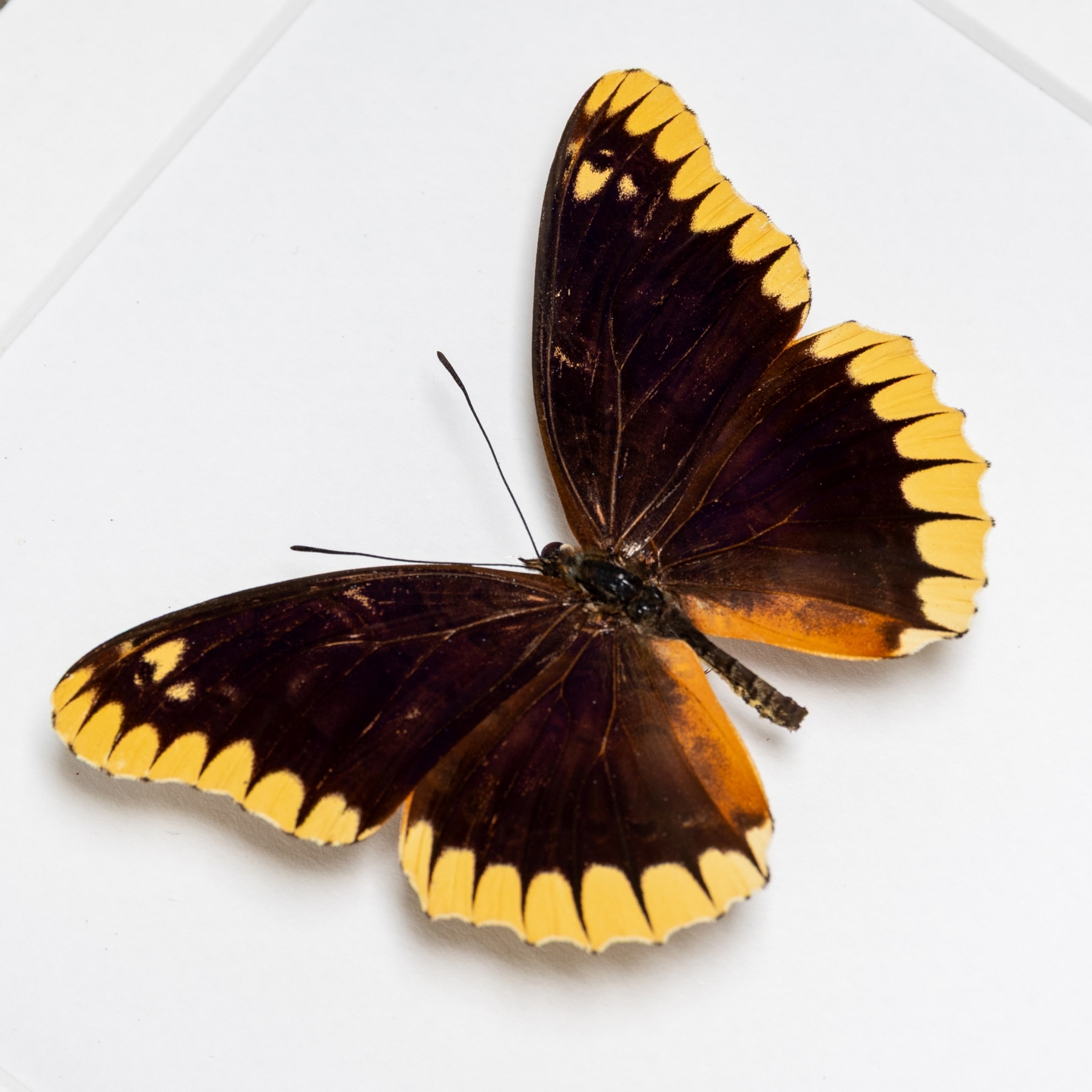 Rare Lacewing Butterfly In Box Frame (Cethosia leschenaultii)