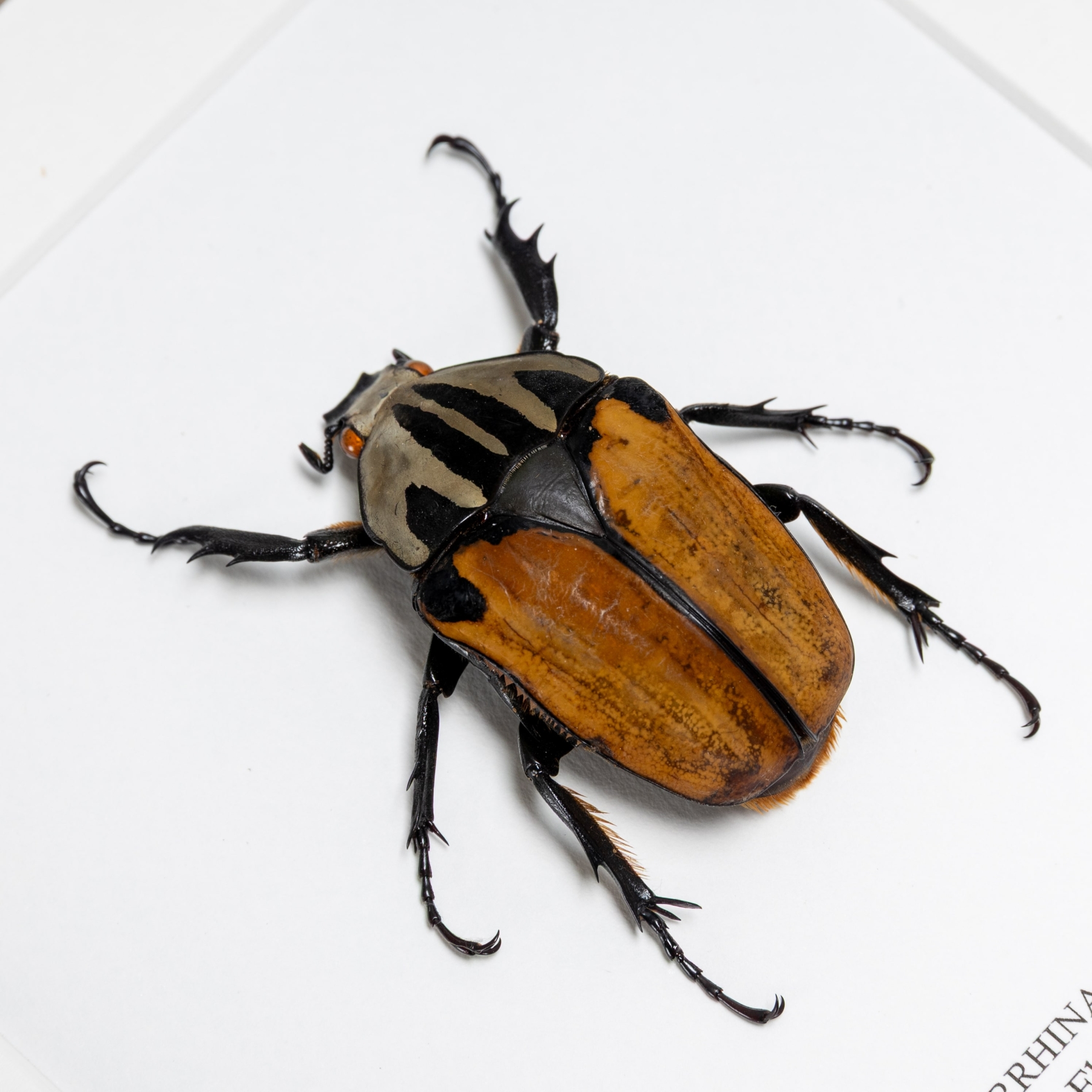 Female African Flower Beetle In Box Frame (Mecynorrhina oberthuri)