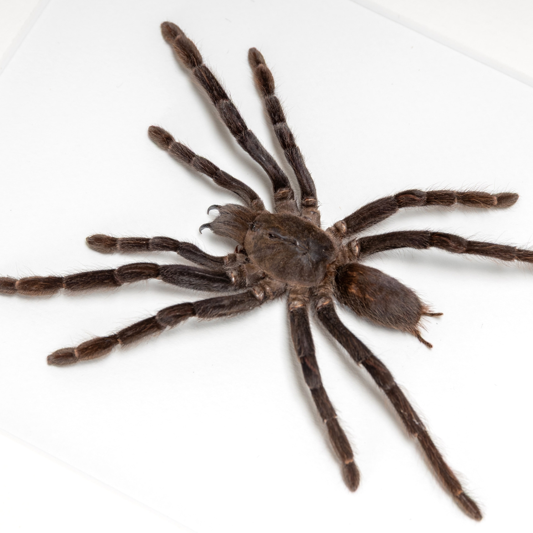 Java Yellow-Kneed Tarantula Spider In Box Frame (Selenocosmia dolichoplectra) Java Yellow-Kneed Tarantula Spider In Box Frame (Selenocosmia dolichoplectra)