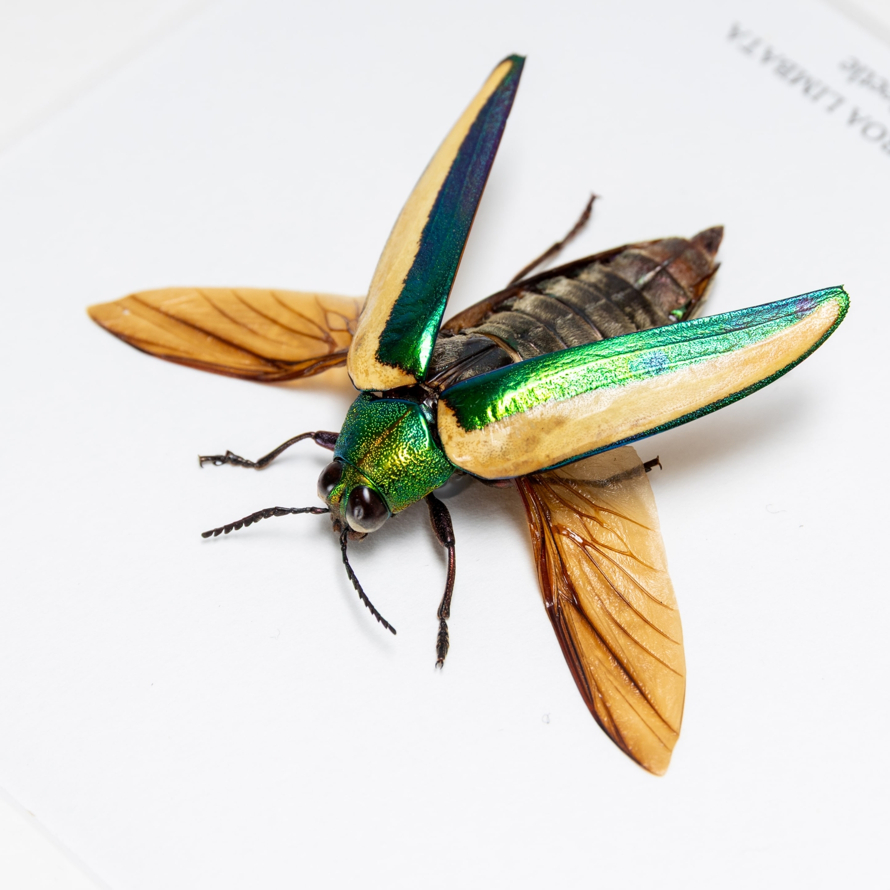 Rare Jewel Beetle In Box Frame (Chrysochroa limbata)