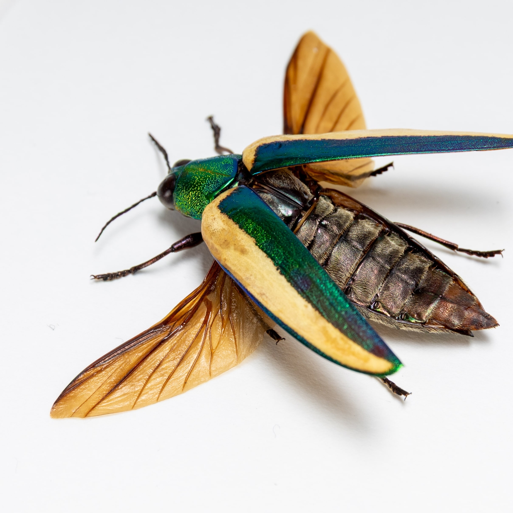 Rare Jewel Beetle In Box Frame (Chrysochroa limbata)