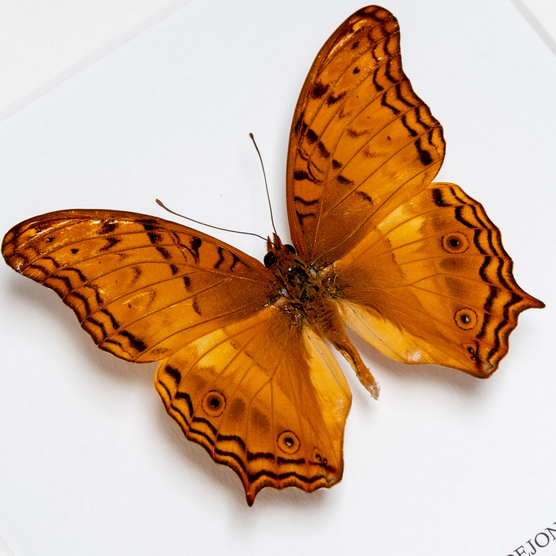 Juno Butterfly In Box Frame (Vindula dejone)