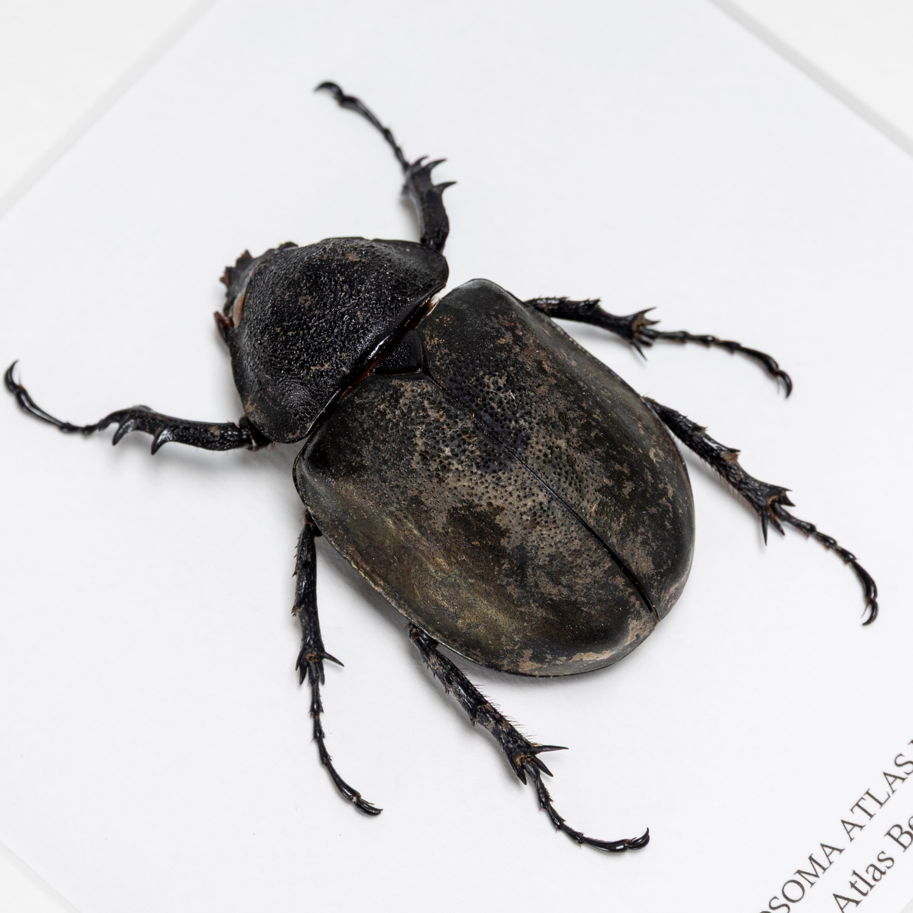 Female Atlas Beetle In Box Frame (Chalcosoma atlas mantetsu) Female Atlas Beetle In Box Frame (Chalcosoma atlas mantetsu)