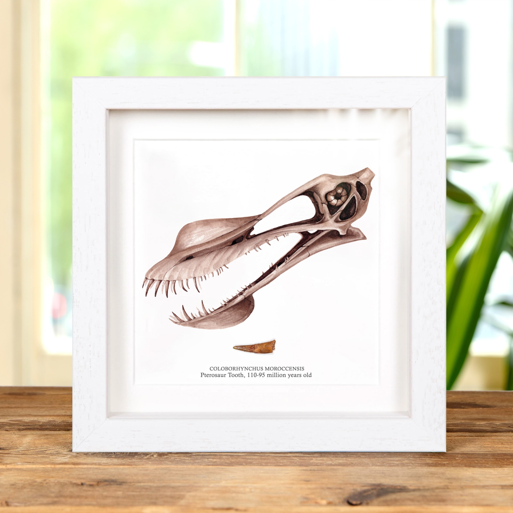 Pterosaur Dinosaur Tooth Fossil & Illustration in Box Frame (Coloborhynchus moroccensis)