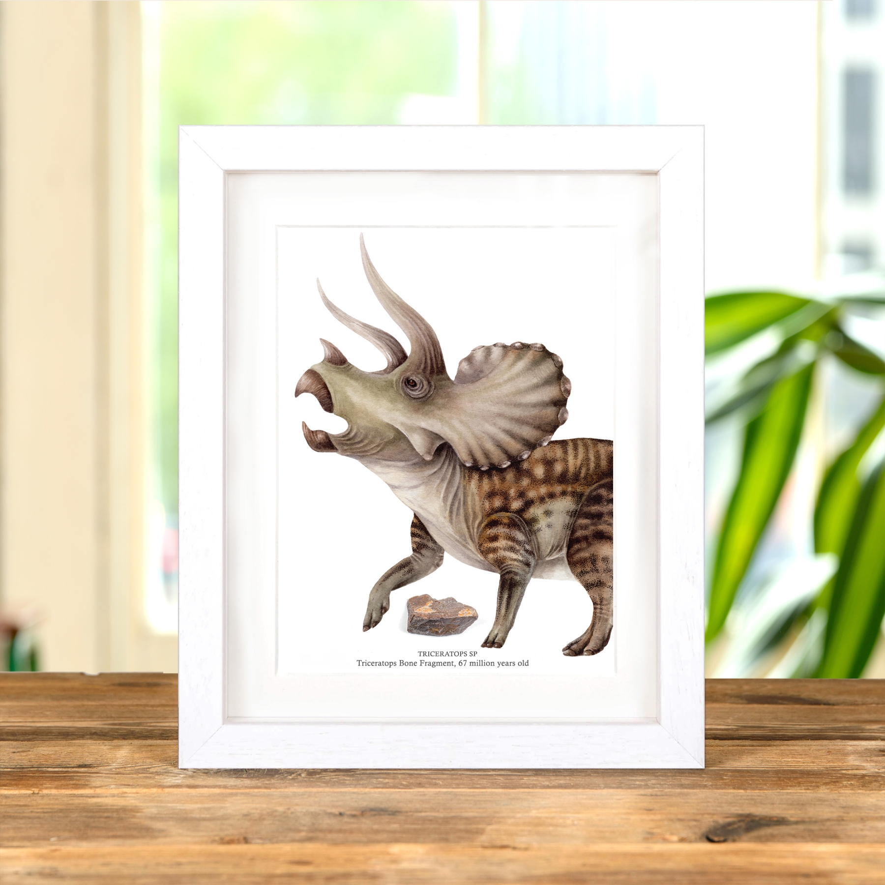 Minibeast Triceratops Bone Fragment with Illustration In Box Frame (Triceratops sp)