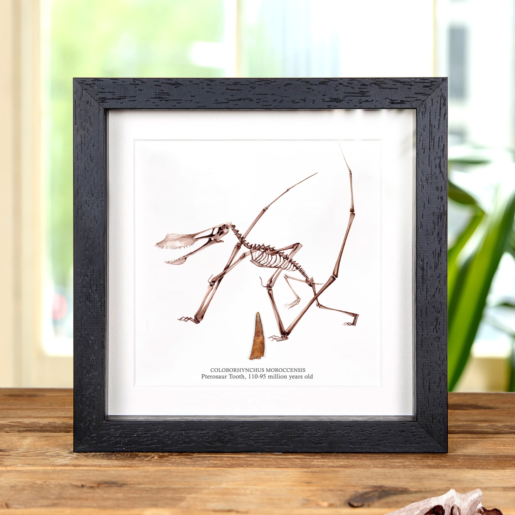 Minibeast Pterosaur Dinosaur Tooth Fossil & Illustration in Box Frame (Coloborhynchus moroccensis)