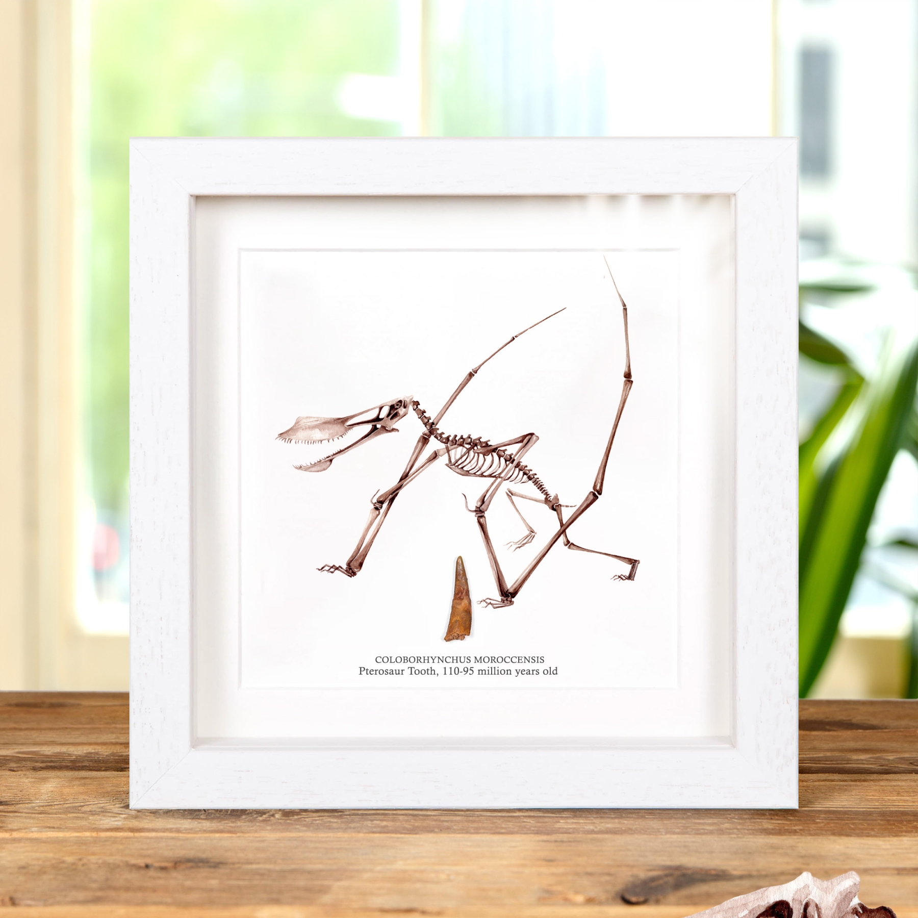 Minibeast Pterosaur Dinosaur Tooth Fossil & Illustration in Box Frame (Coloborhynchus moroccensis)