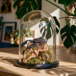 Minibeast Giant Forest Scorpion In Still Life Glass Dome (Heterometrus sp)