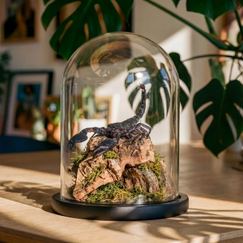Giant Forest Scorpion In Still Life Glass Dome (Heterometrus sp)